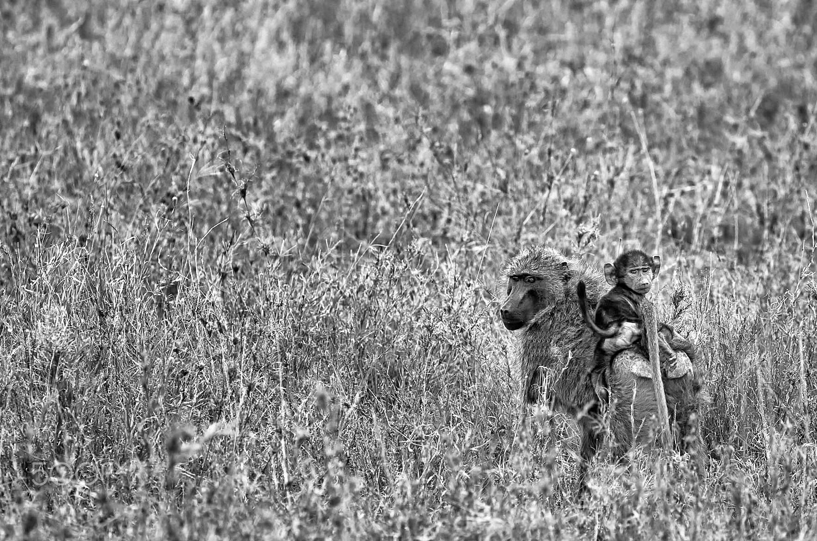 Canon EOS-1D X sample photo. Baboon jockey photography