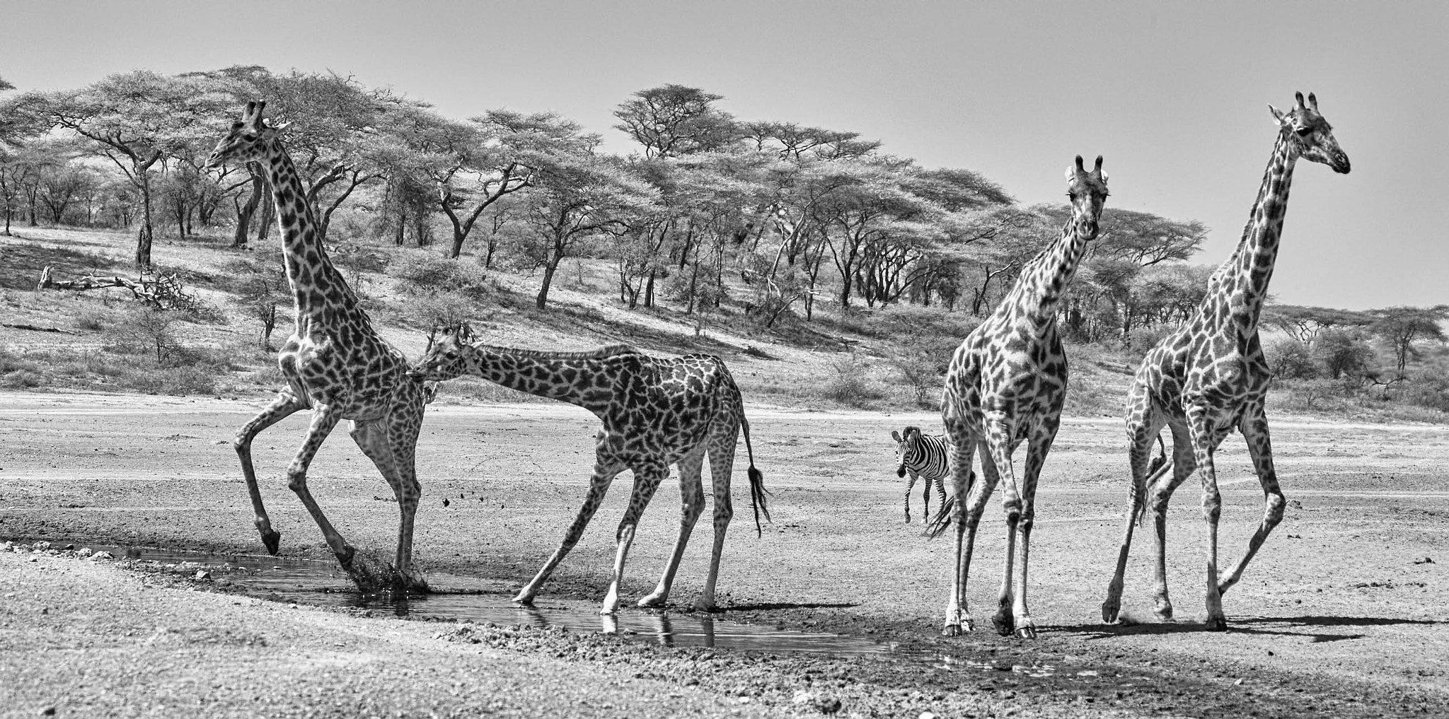 Canon EOS-1D X sample photo. Ndutu migration 2016 photography