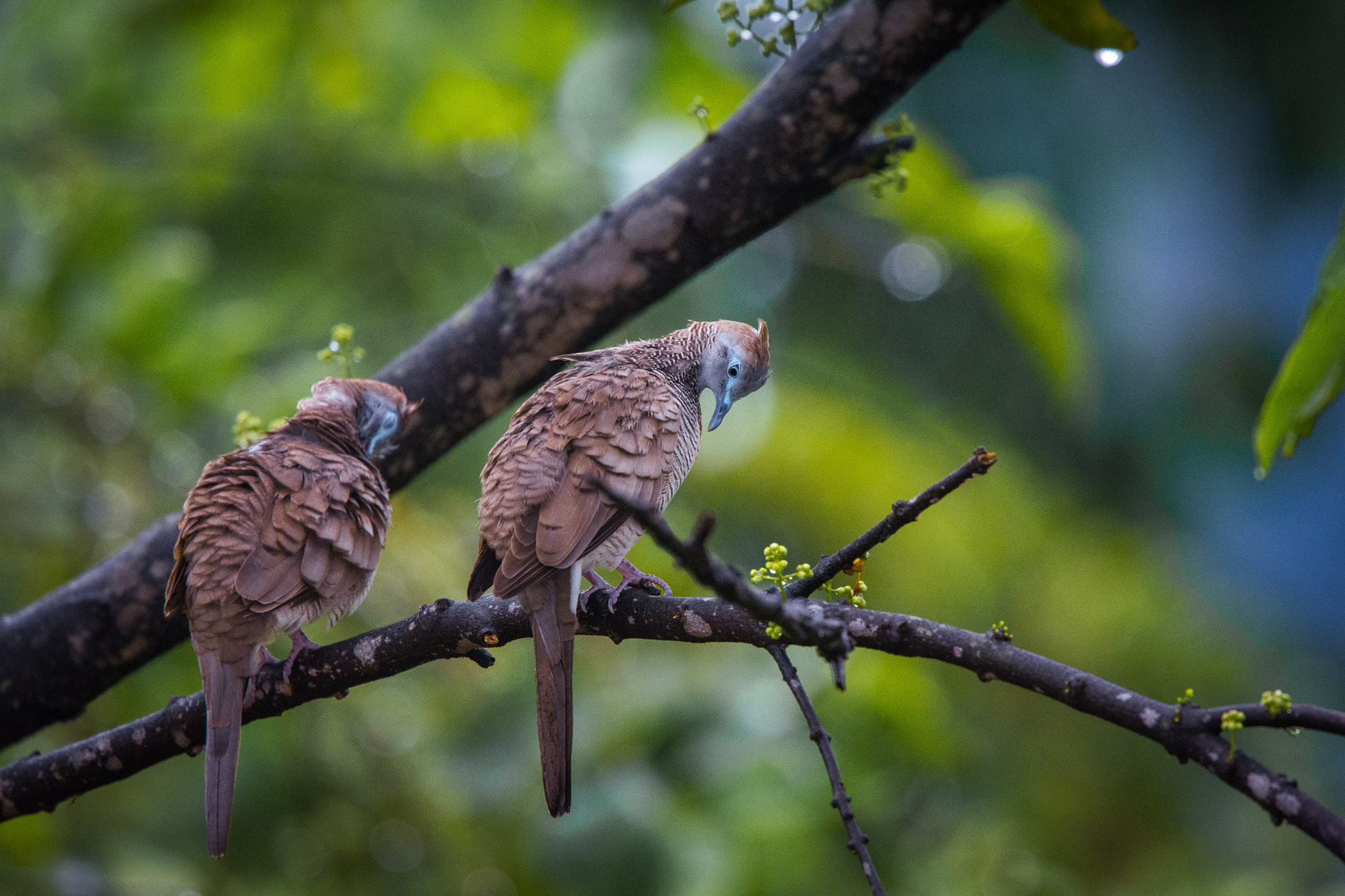 Nikon Nikkor AF-S 300mm F4E PF ED VR sample photo. After the rain photography
