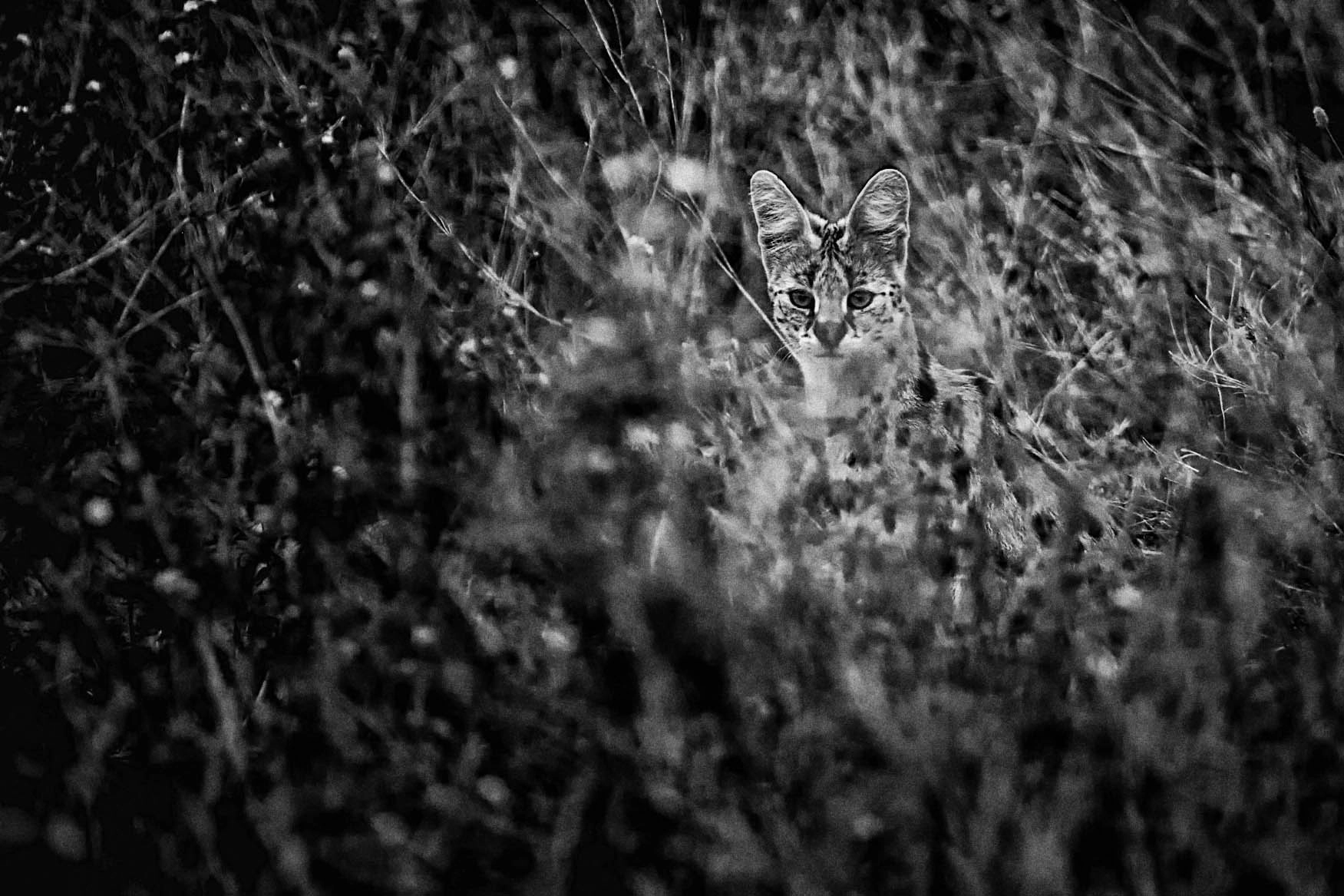 Canon EOS-1D X Mark II + Canon EF 200-400mm F4L IS USM Extender 1.4x sample photo. Serval hunting photography