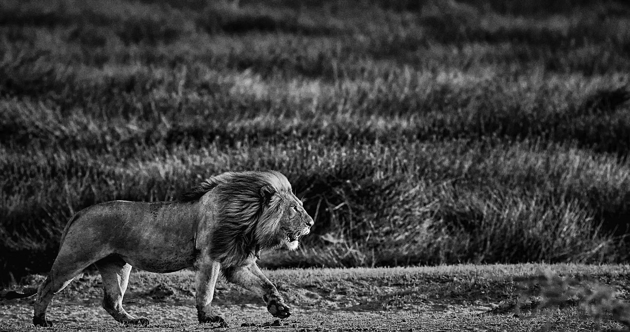 Canon EF 200-400mm F4L IS USM Extender 1.4x sample photo. Ndutu migration 2016 photography