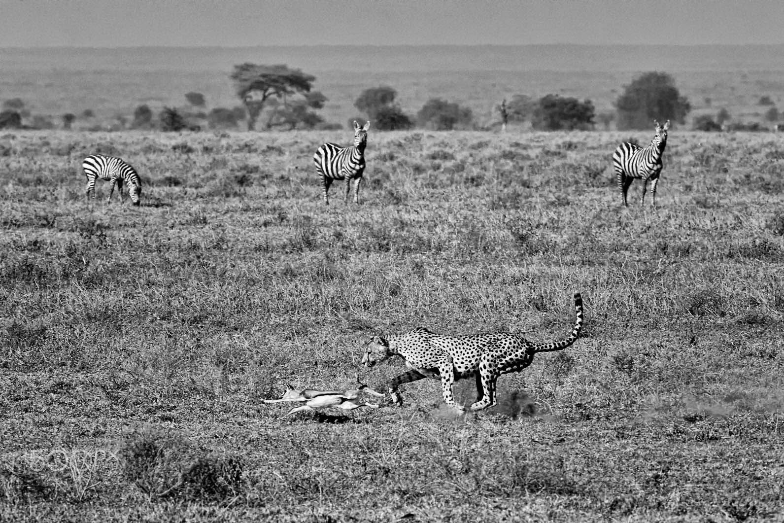 Canon EF 200-400mm F4L IS USM Extender 1.4x sample photo. Cheetah leg sweep photography