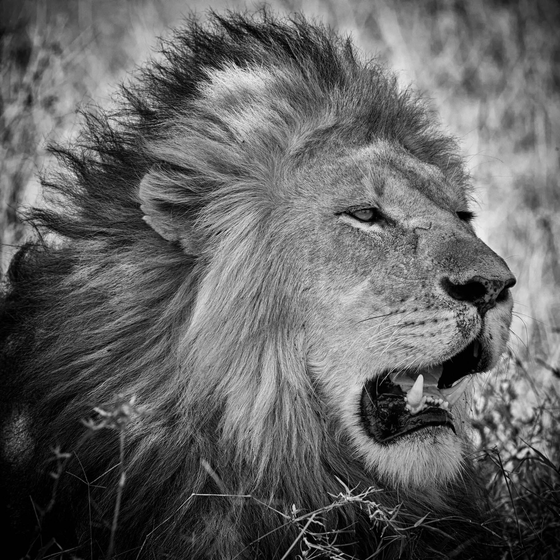 Canon EF 200-400mm F4L IS USM Extender 1.4x sample photo. Ndutu migration 2016 photography