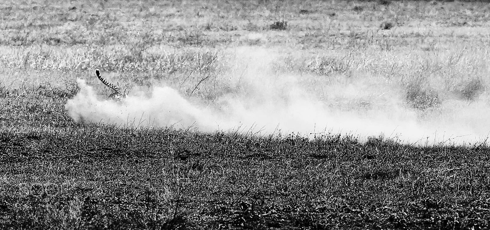 Canon EF 200-400mm F4L IS USM Extender 1.4x sample photo. Death in the dust photography