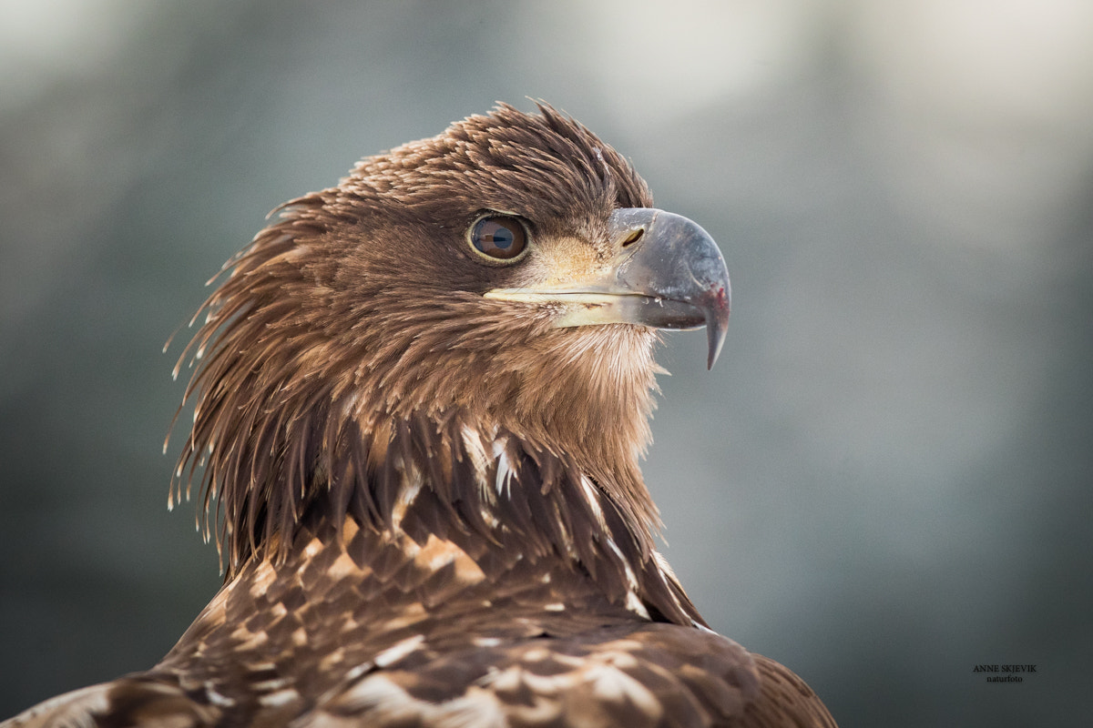 Canon EOS-1D X Mark II sample photo. Portrait of a young white tailed sea eagle photography