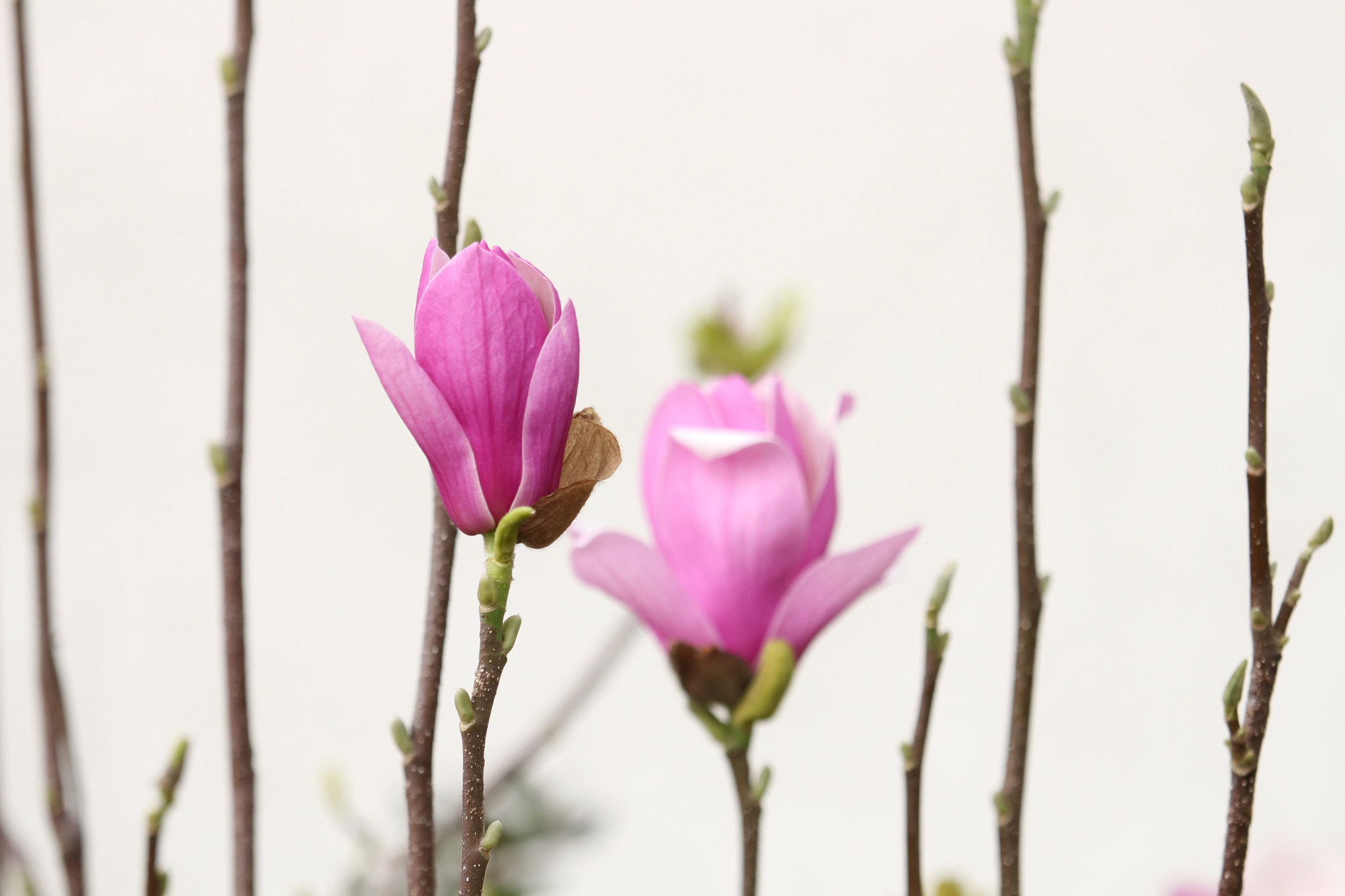 Canon EF 70-200mm F4L IS USM sample photo. Its beginning to look a lot like spring photography