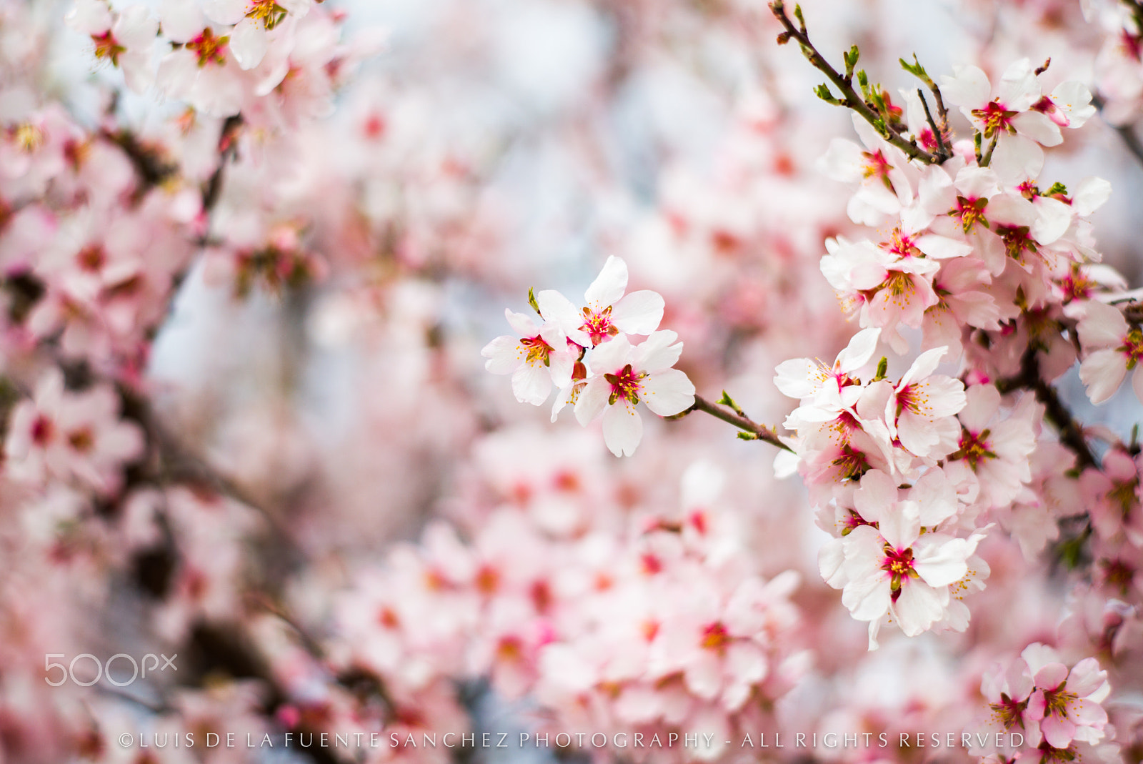 Leica APO-Summicron-M 90mm F2 ASPH sample photo. Primavera photography