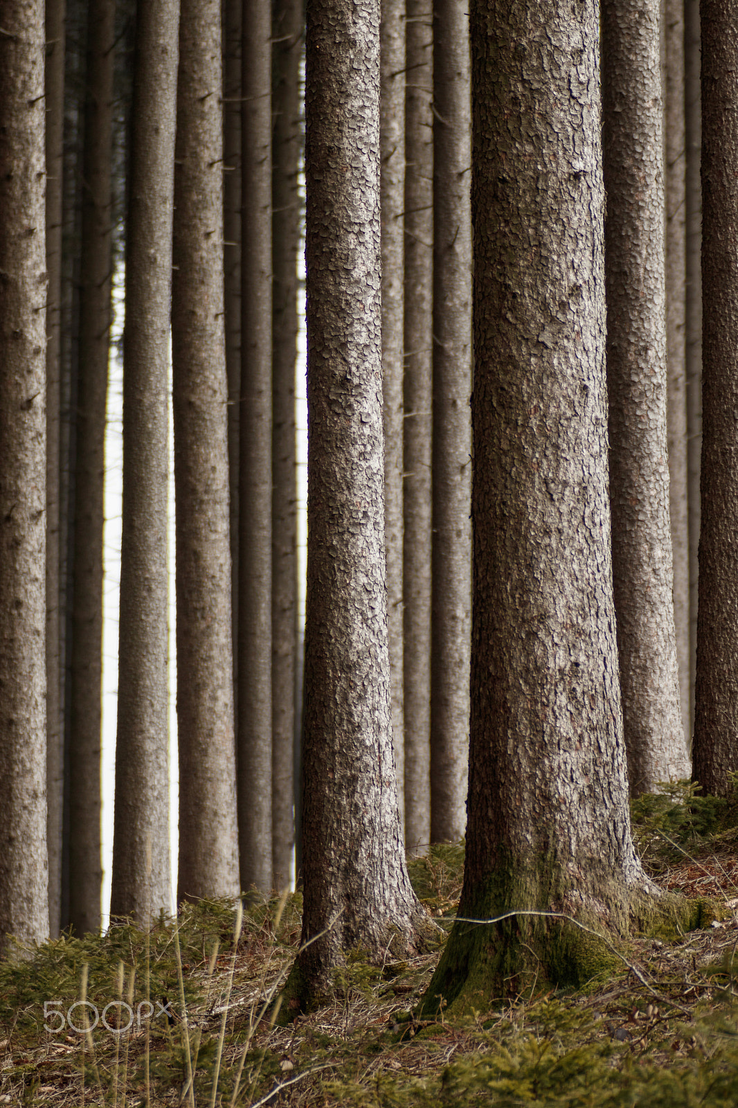 Sigma 70-200mm F2.8 EX DG OS HSM sample photo. Into the woods photography