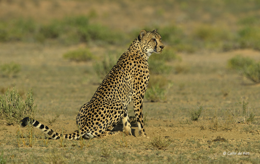 Nikon D4 + Nikon AF-S Nikkor 600mm F4G ED VR sample photo. Minding the small stuff . . . photography