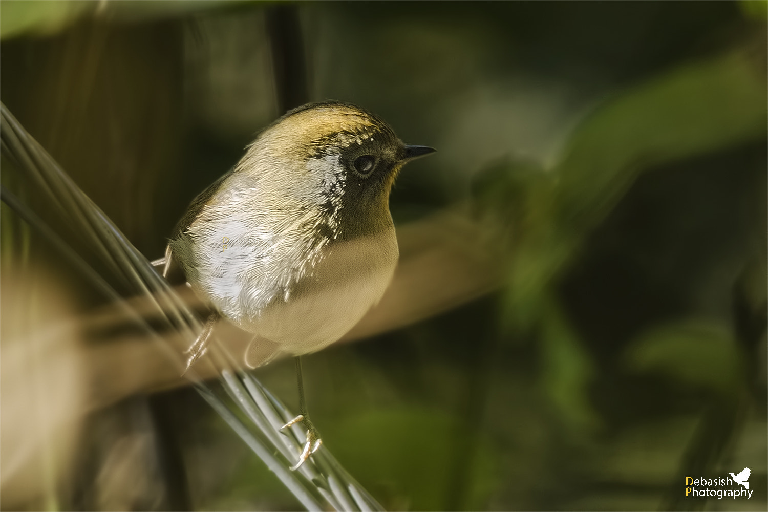 Nikon D7000 sample photo. Rufous-gorgeted flycatcher photography