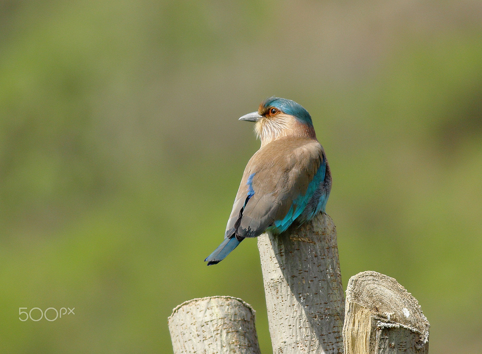 Canon EOS 700D (EOS Rebel T5i / EOS Kiss X7i) + Canon EF 400mm F5.6L USM sample photo. Indian roller photography