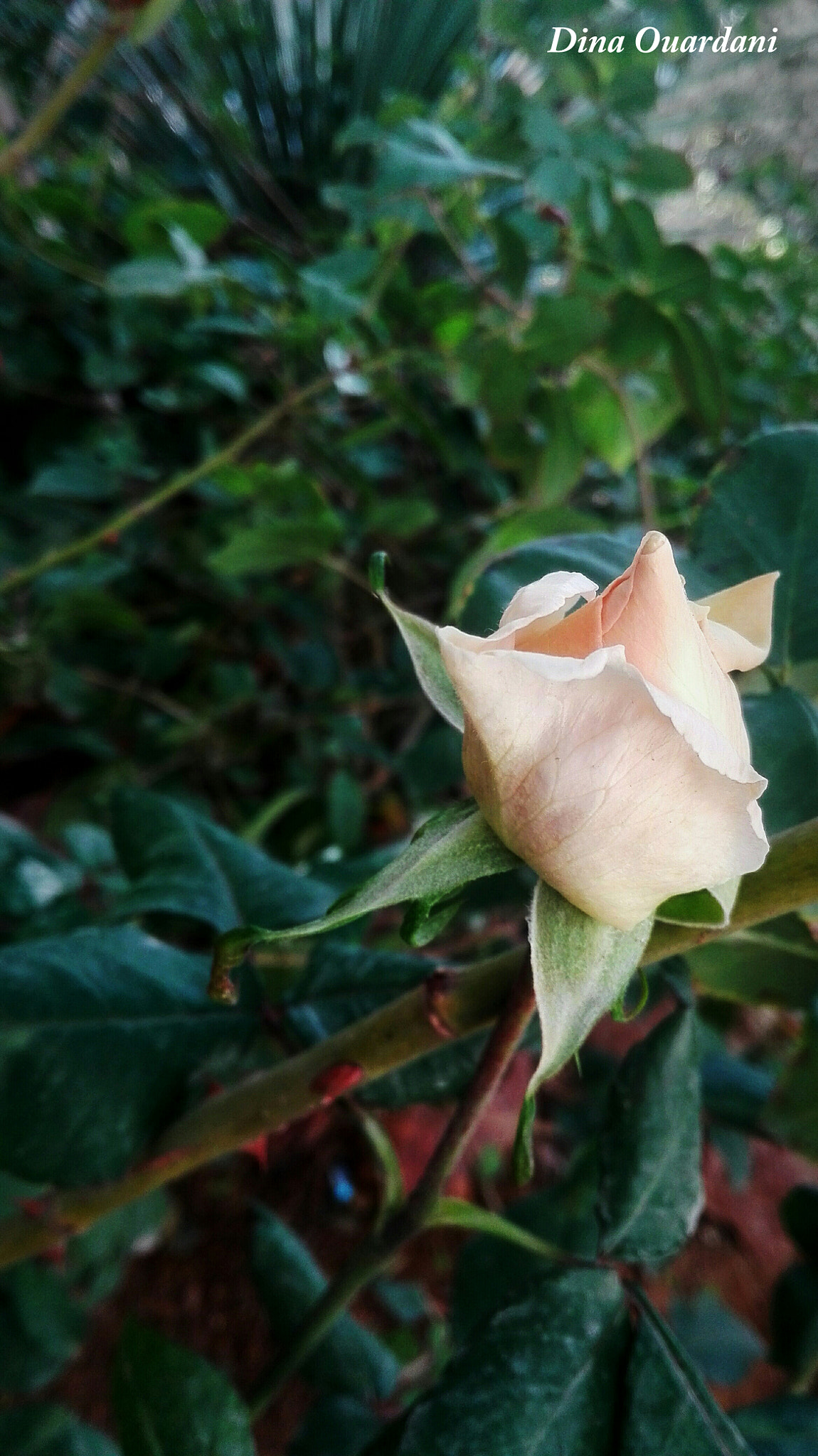 HUAWEI Cherry Mini sample photo
