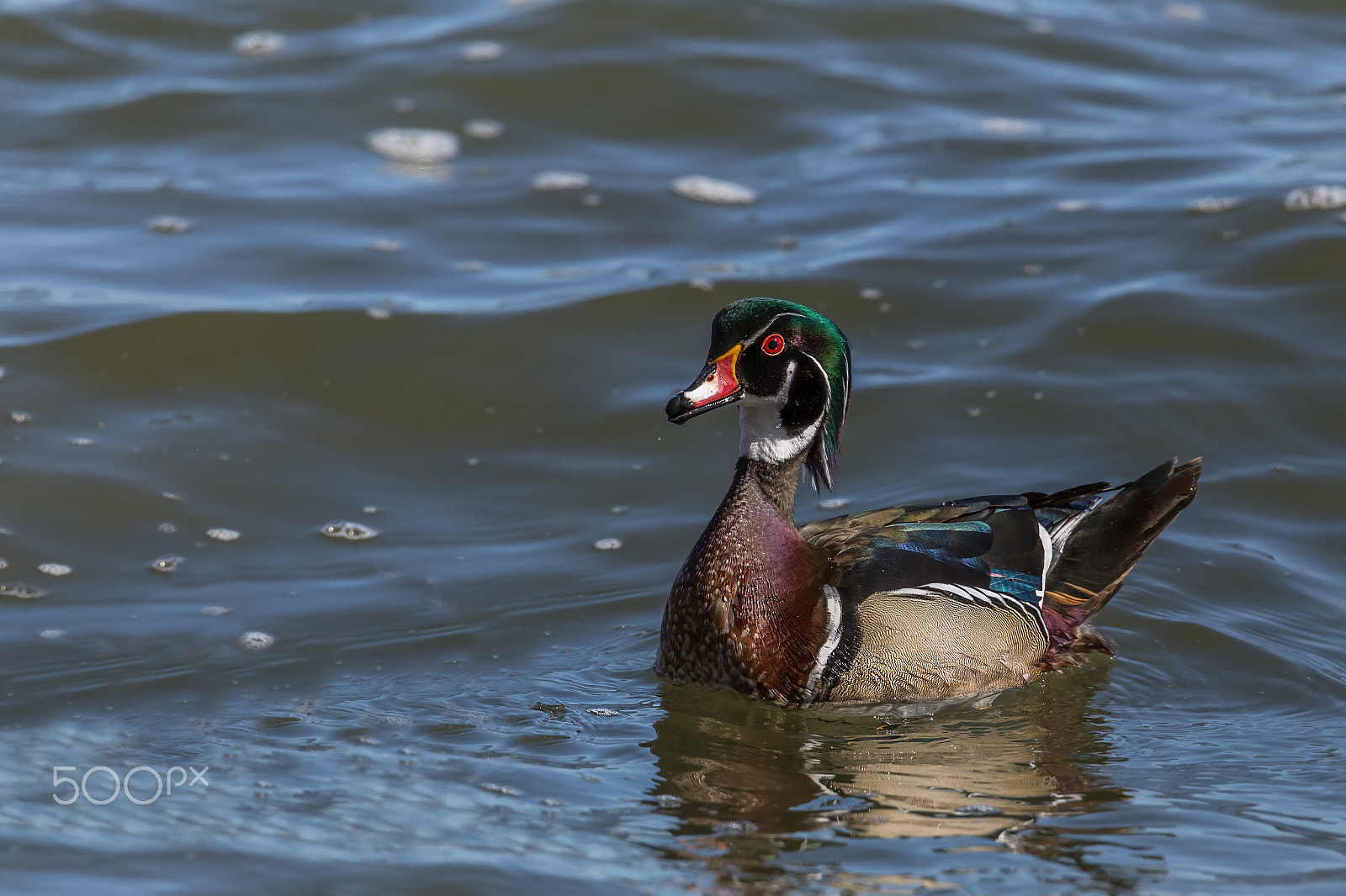 Tamron SP 150-600mm F5-6.3 Di VC USD sample photo. Wood duck photography