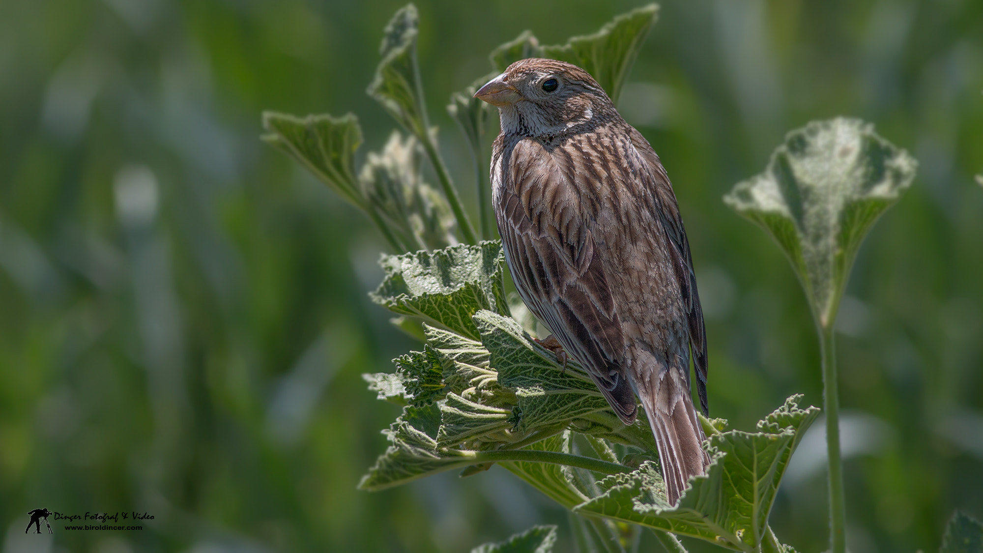 Canon EOS 70D + Canon EF 400mm F5.6L USM sample photo. Tarla Çintesi (corn bunting) photography