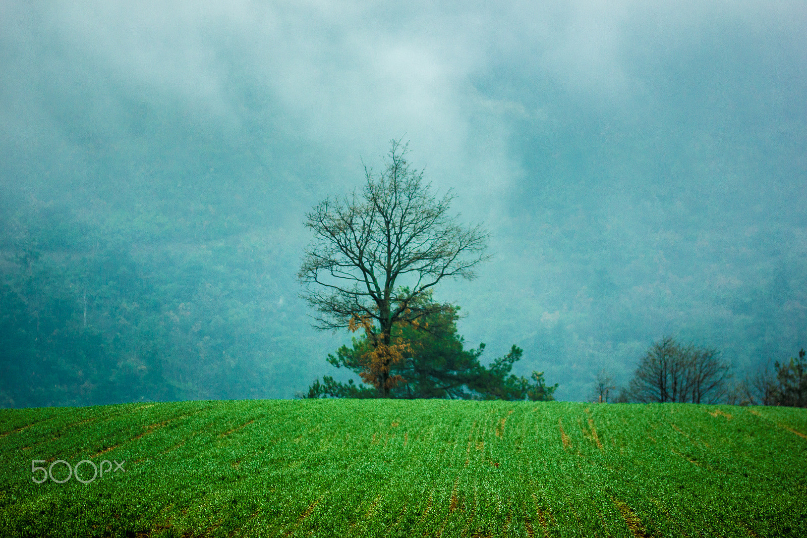 Sigma 105mm F2.8 EX DG OS HSM sample photo. Nature photography