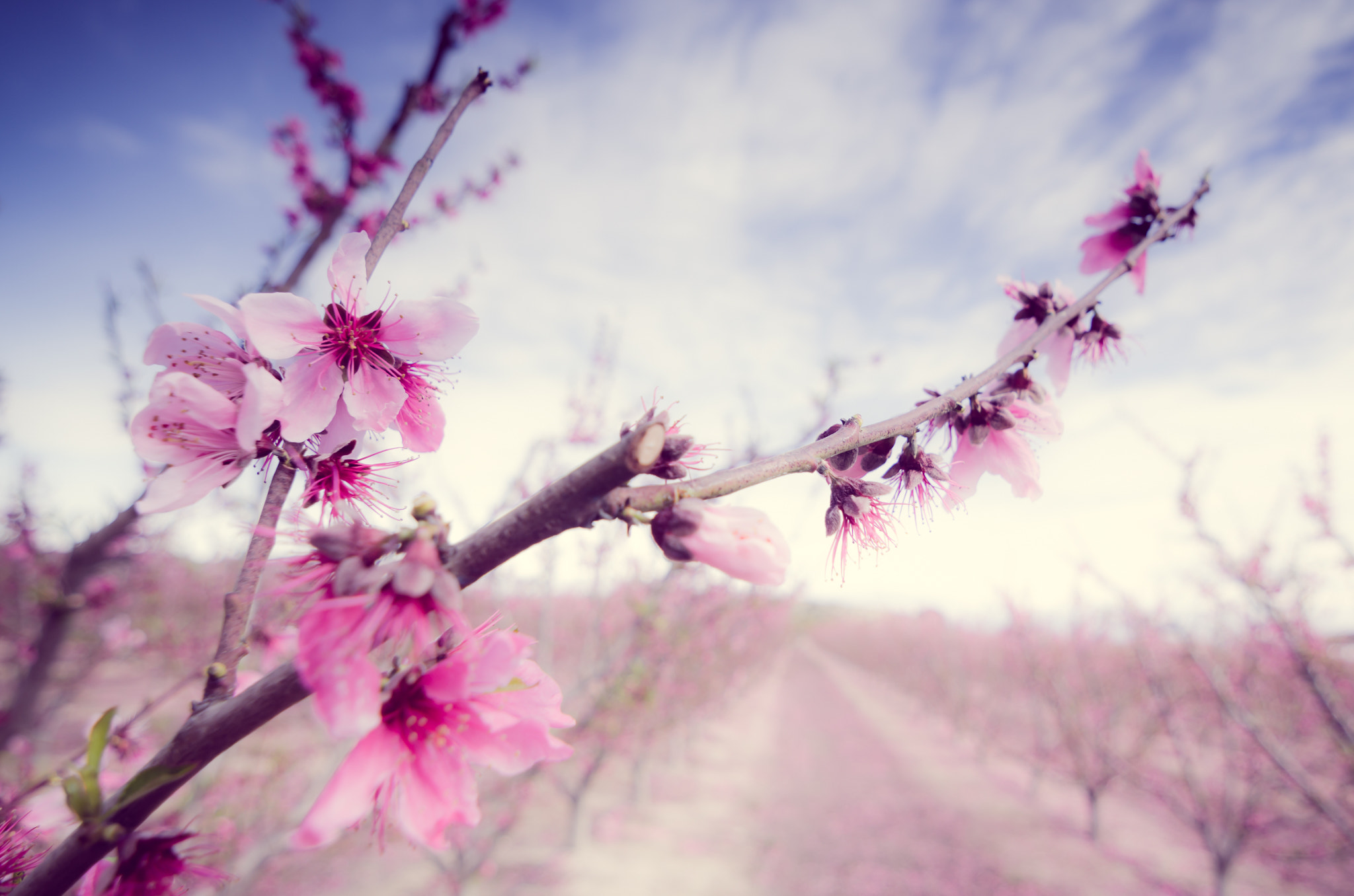 Nikon D7000 sample photo. Peach flowers photography