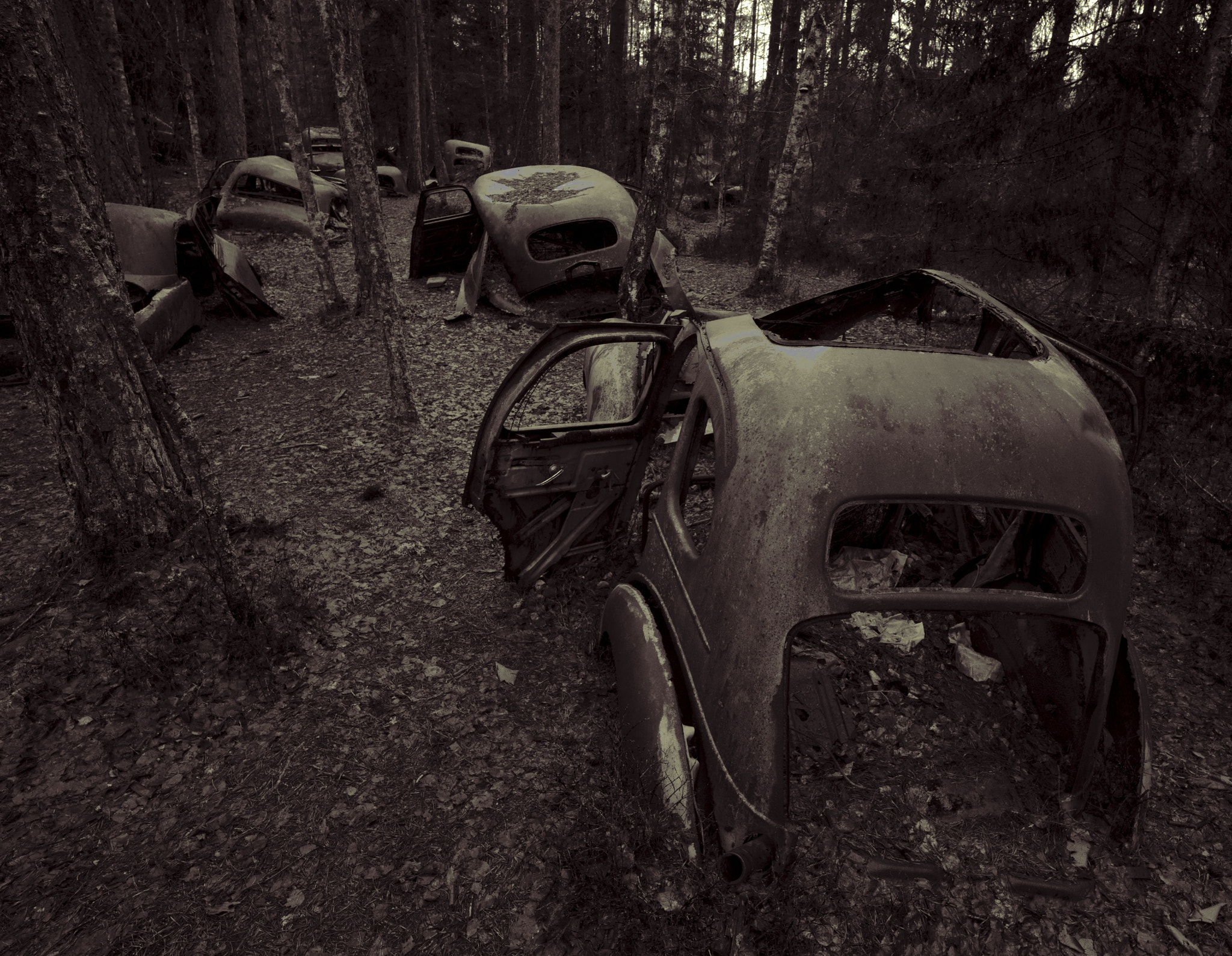 ZEISS Batis 18mm F2.8 sample photo. Forest cars photography