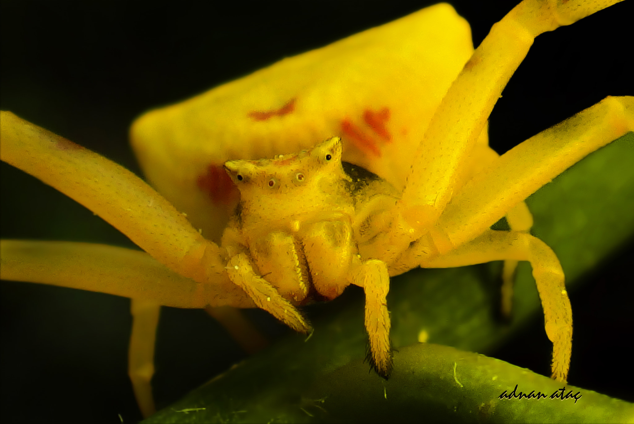 Sony DSC-TX20 sample photo. Sarı yengeç örümceği - thomisus onustus - yellow crab spiders photography