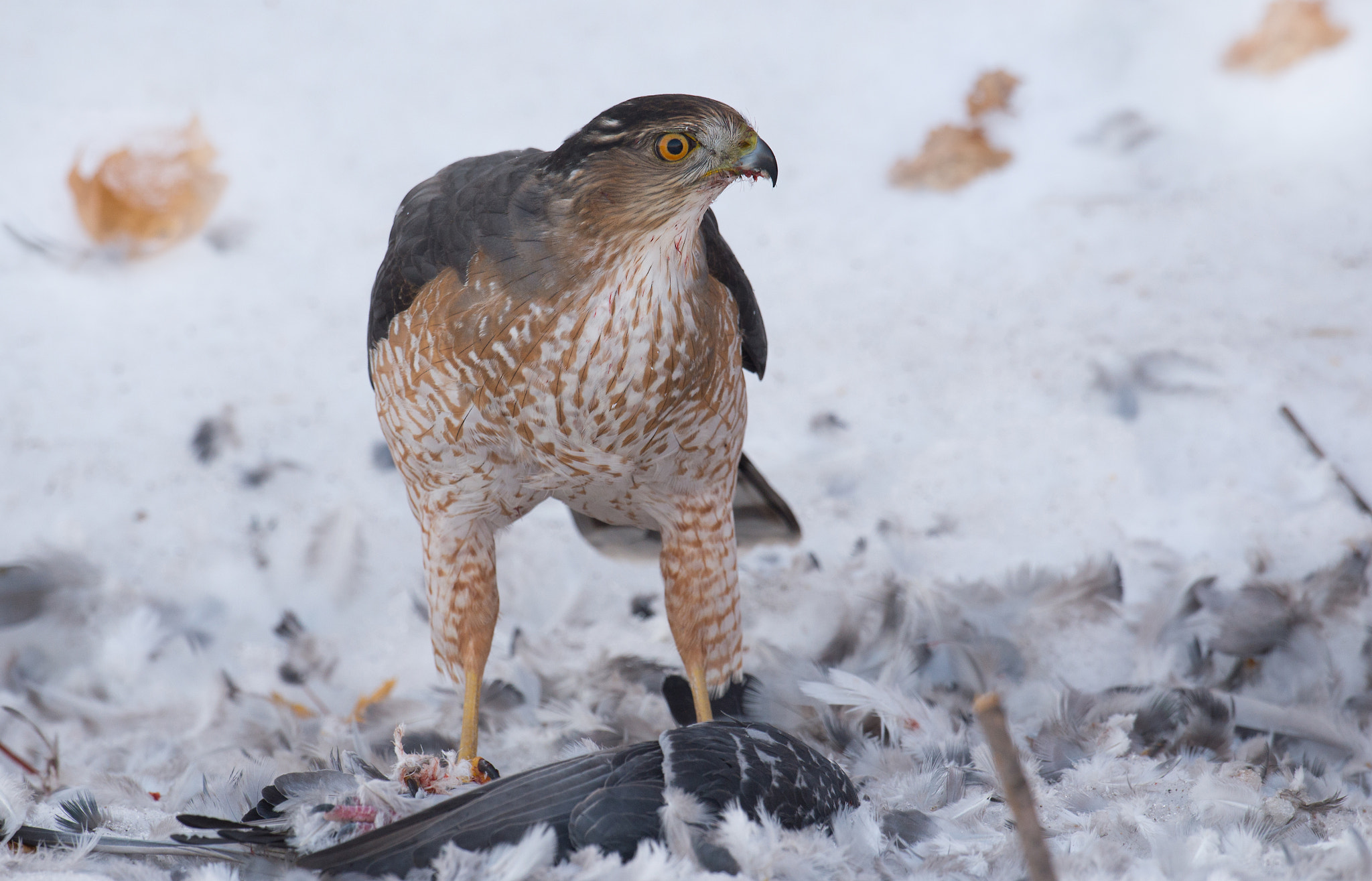 Nikon AF-S Nikkor 800mm F5.6E FL ED VR sample photo. Epervier de cooper, acciptiter cooperil, cooper's hawk photography