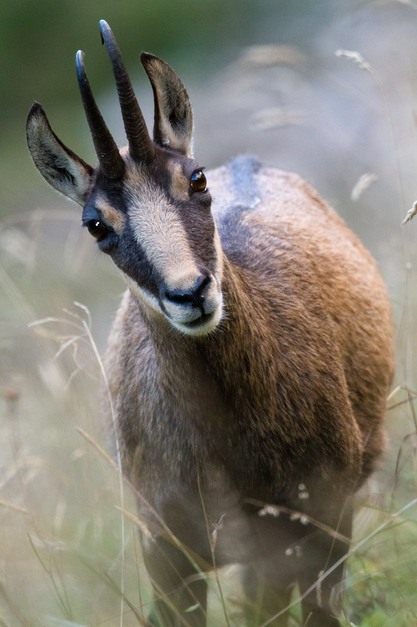 Canon EF 500mm F4L IS USM sample photo. Chamois portrait photography