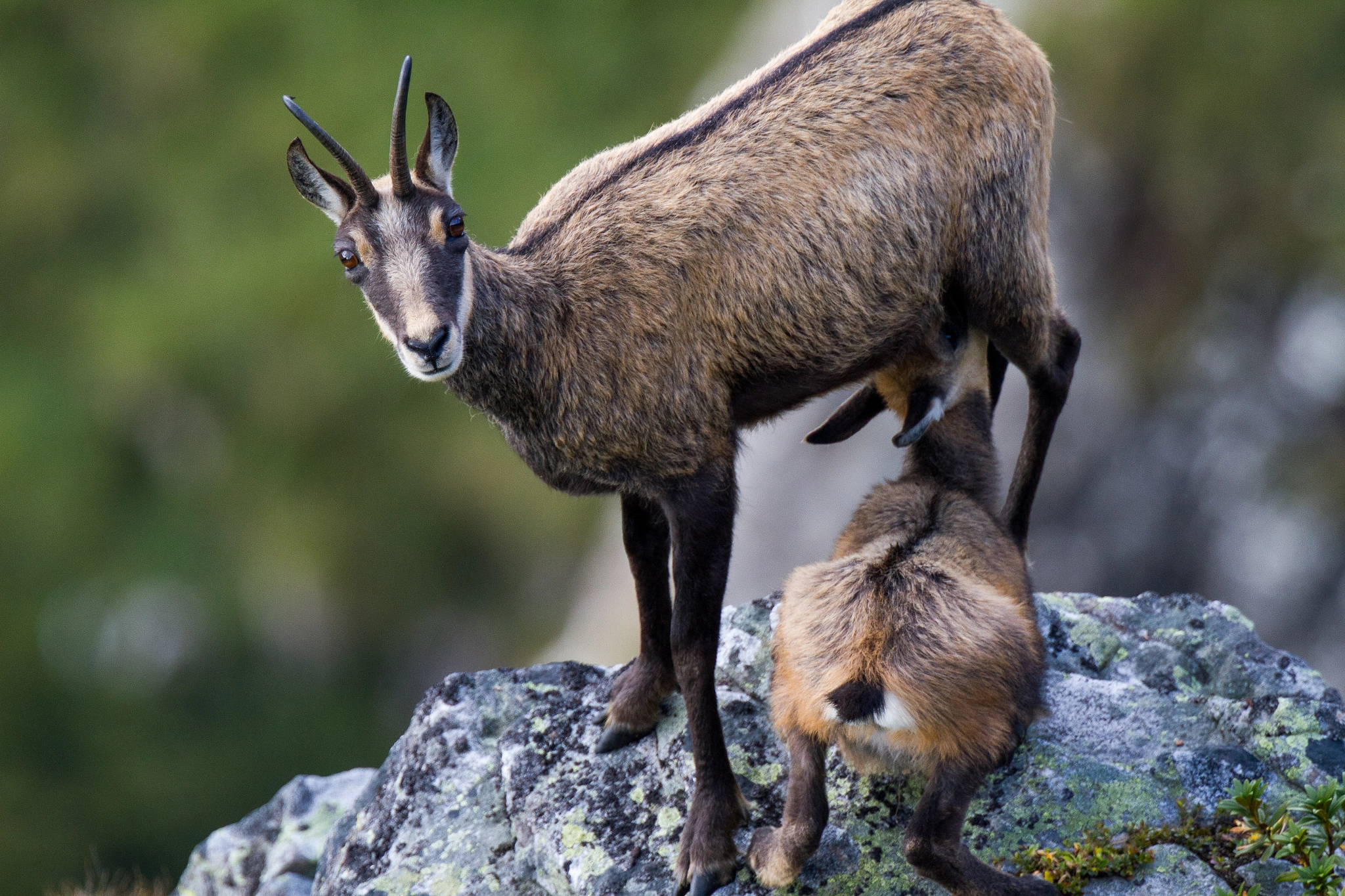 Canon EF 300mm F2.8L IS II USM sample photo. Chamois iii photography
