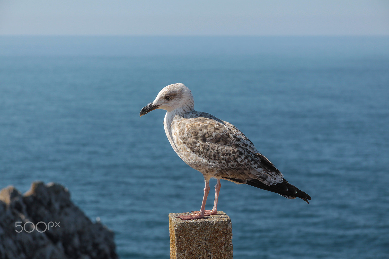 Canon EF-S 17-85mm F4-5.6 IS USM sample photo. Gull and sea photography