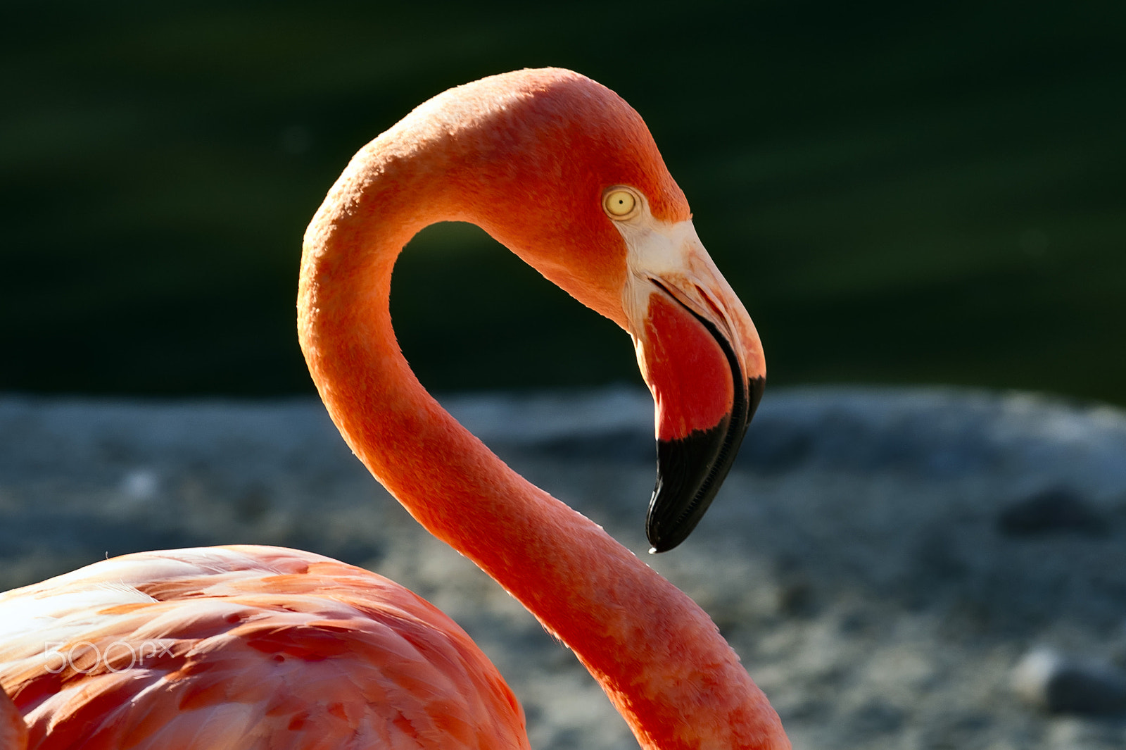 Nikon D3S sample photo. Flamingo at the zoo. photography