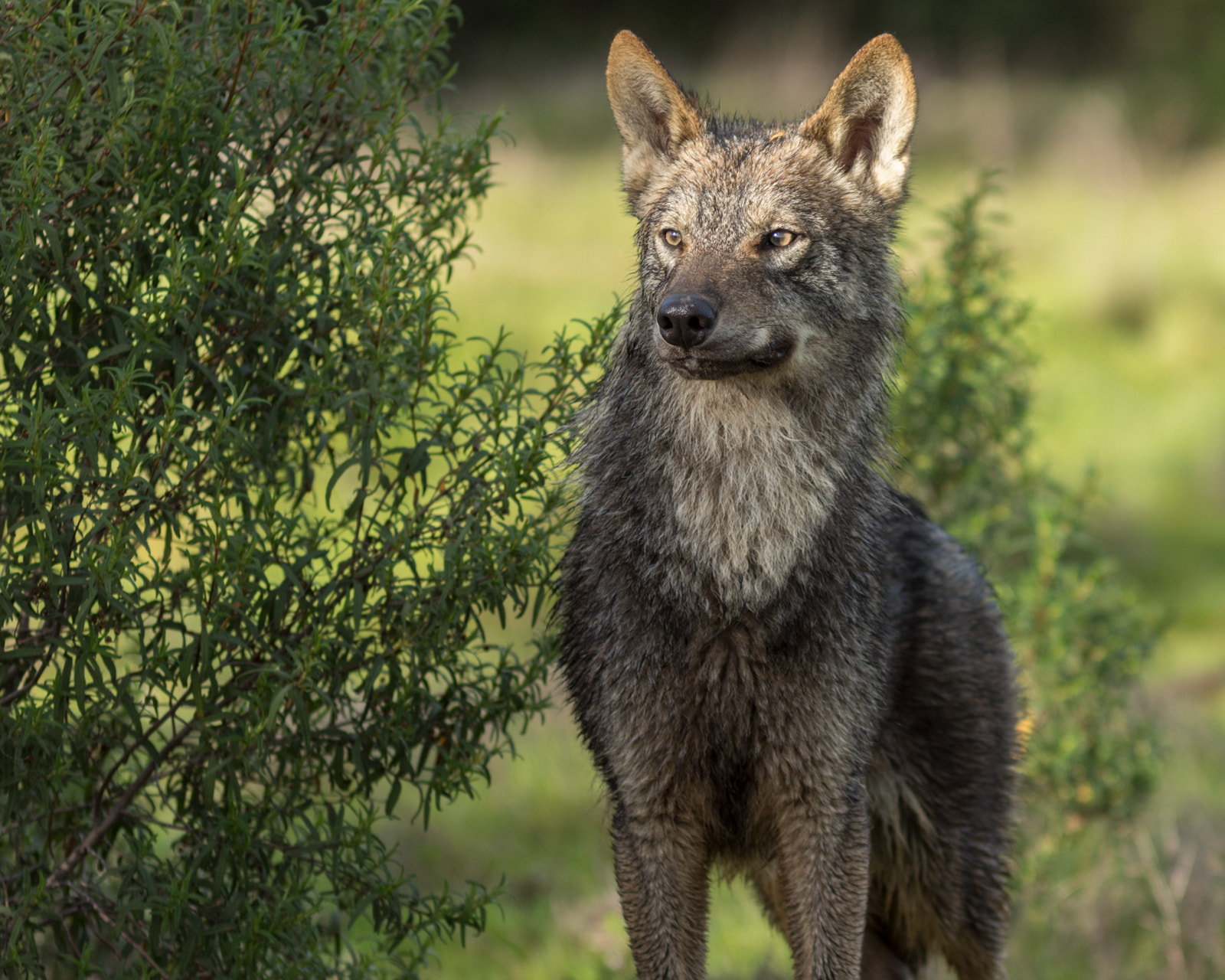 Canon EF 300mm F4L IS USM sample photo. Lobo ibérico photography