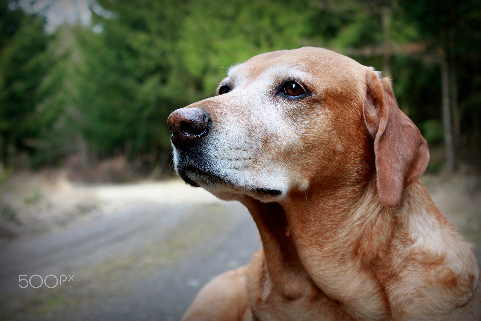 Canon EOS 450D (EOS Rebel XSi / EOS Kiss X2) sample photo. Dog in forest photography