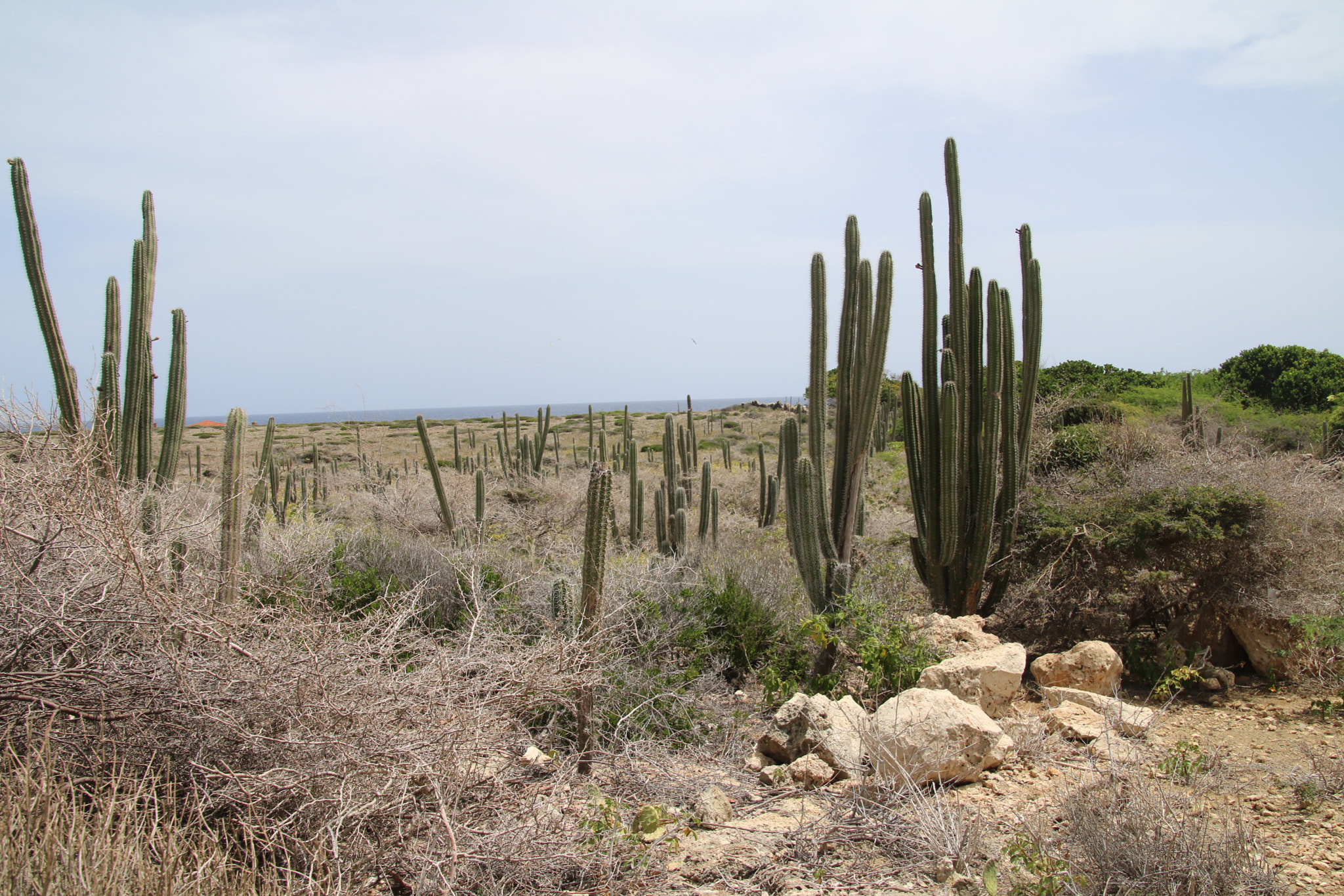 Canon EOS 750D (EOS Rebel T6i / EOS Kiss X8i) sample photo. Aruba photography