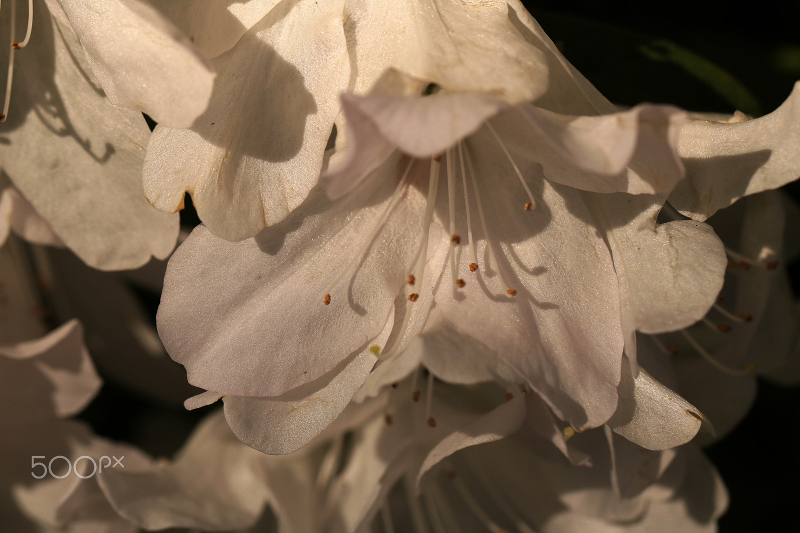 Canon EF 100mm F2.8L Macro IS USM sample photo. Azaleas 1479 photography