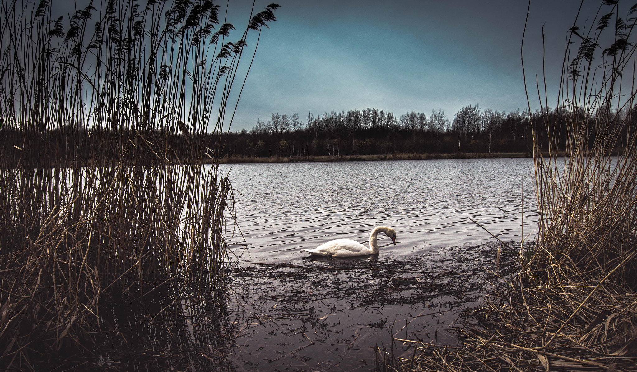 Sony SLT-A58 + Sigma 10-20mm F3.5 EX DC HSM sample photo. Swan at rest photography