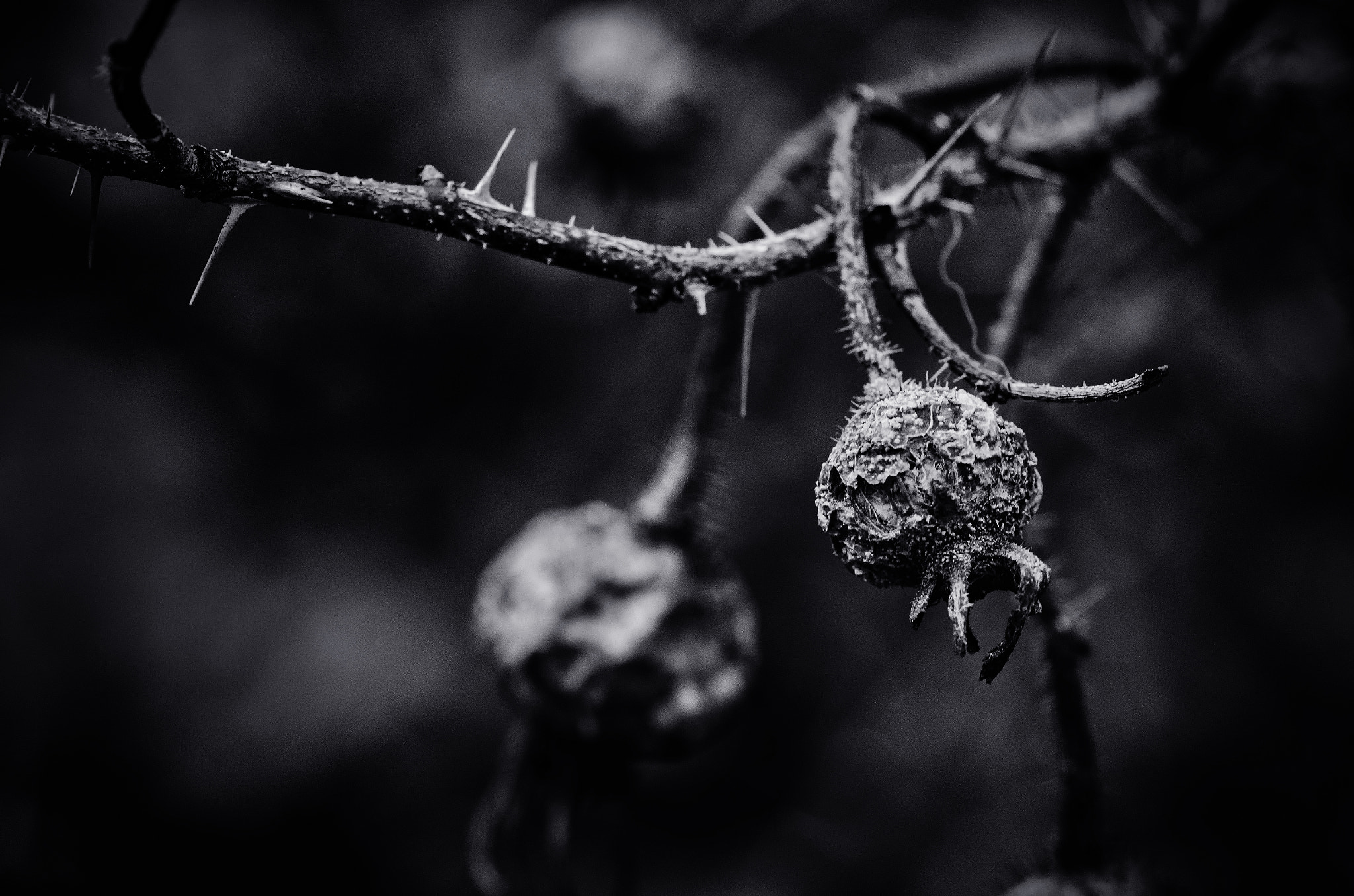 Nikon D7000 + Tokina AT-X Pro 100mm F2.8 Macro sample photo. Between the thorns photography