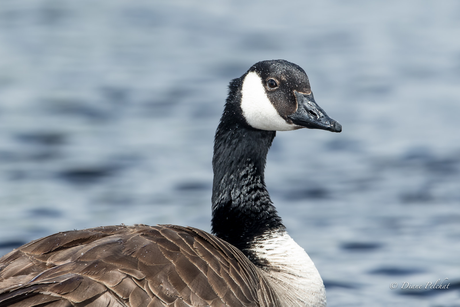 Canon EF 300mm F2.8L IS II USM sample photo. I am proud to be a canada goose photography