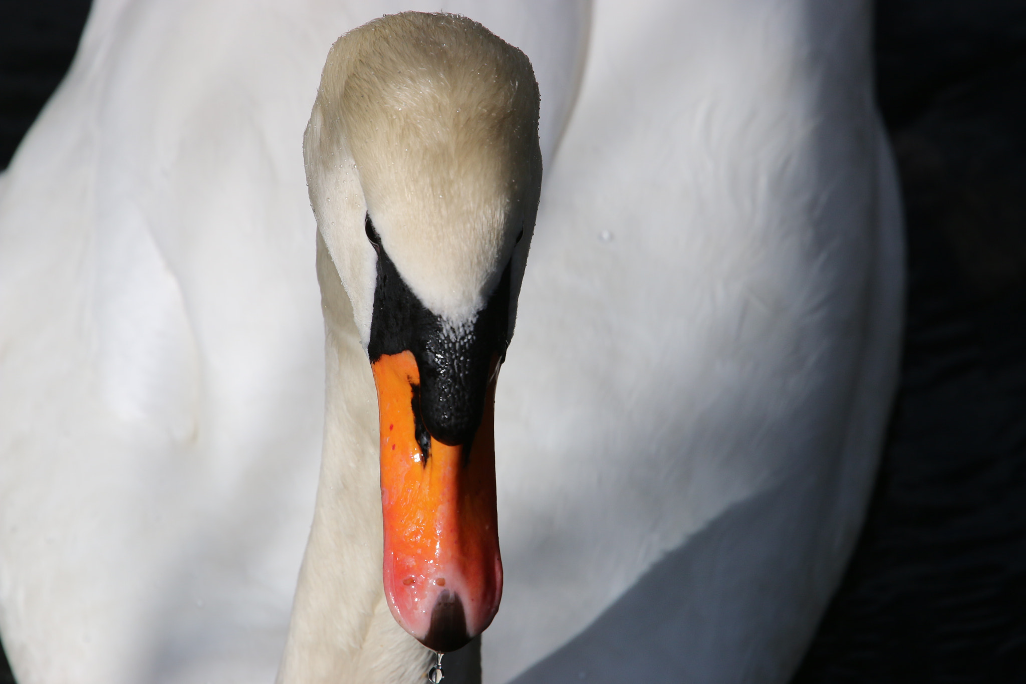 Canon EOS 70D + Canon EF 70-200mm F4L USM sample photo. Swan photography