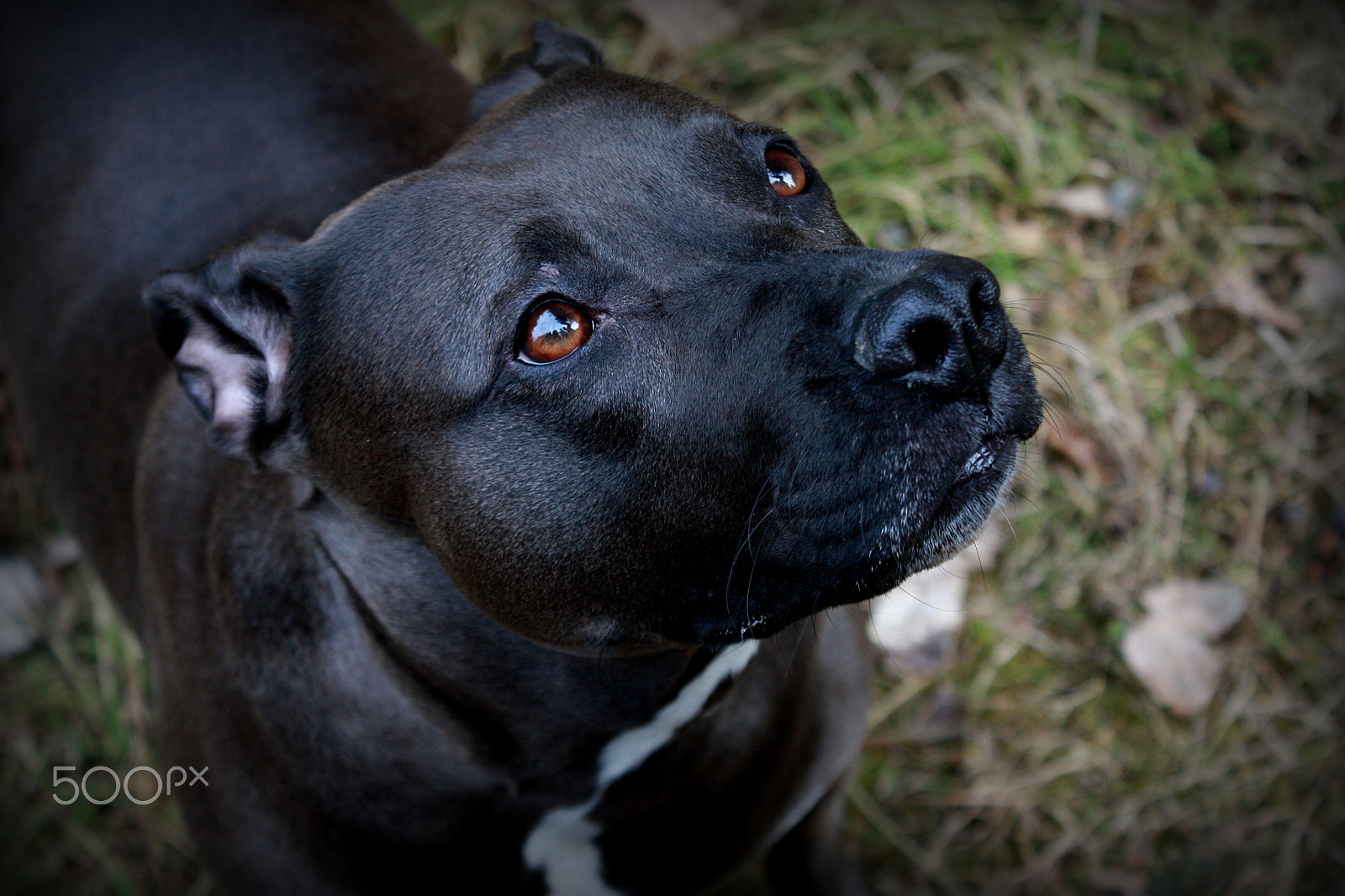 Canon EOS 450D (EOS Rebel XSi / EOS Kiss X2) sample photo. Black dog photography