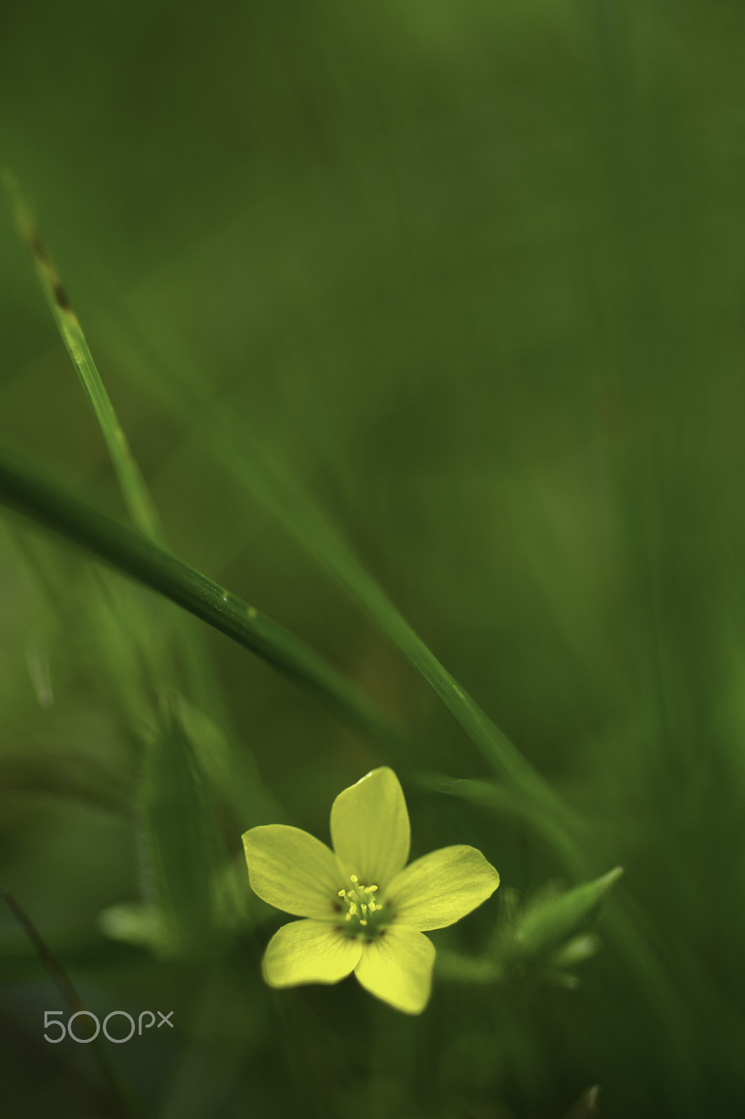 Nikon D3300 + Nikon AF Micro-Nikkor 60mm F2.8D sample photo. The last visible flower photography