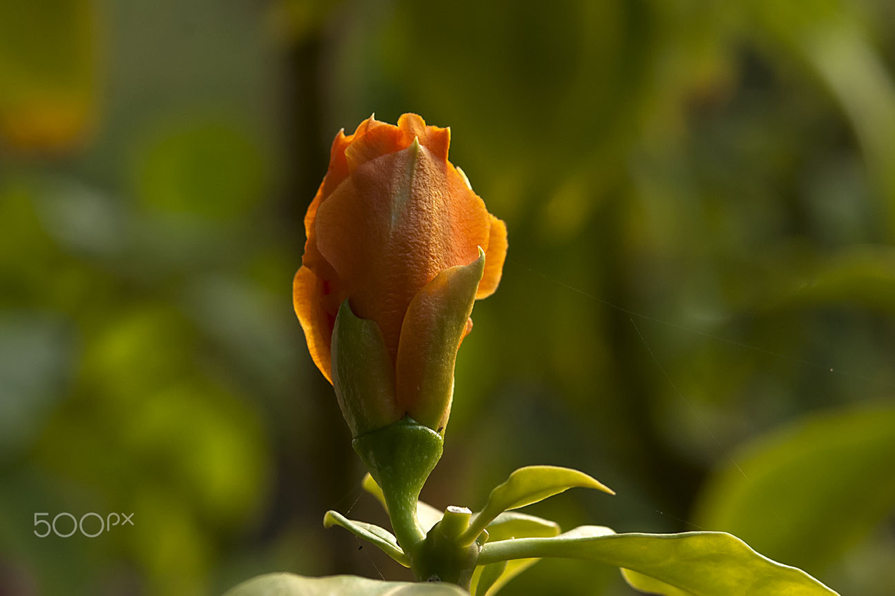 Nikon AF-S Micro-Nikkor 105mm F2.8G IF-ED VR sample photo. Flower photography