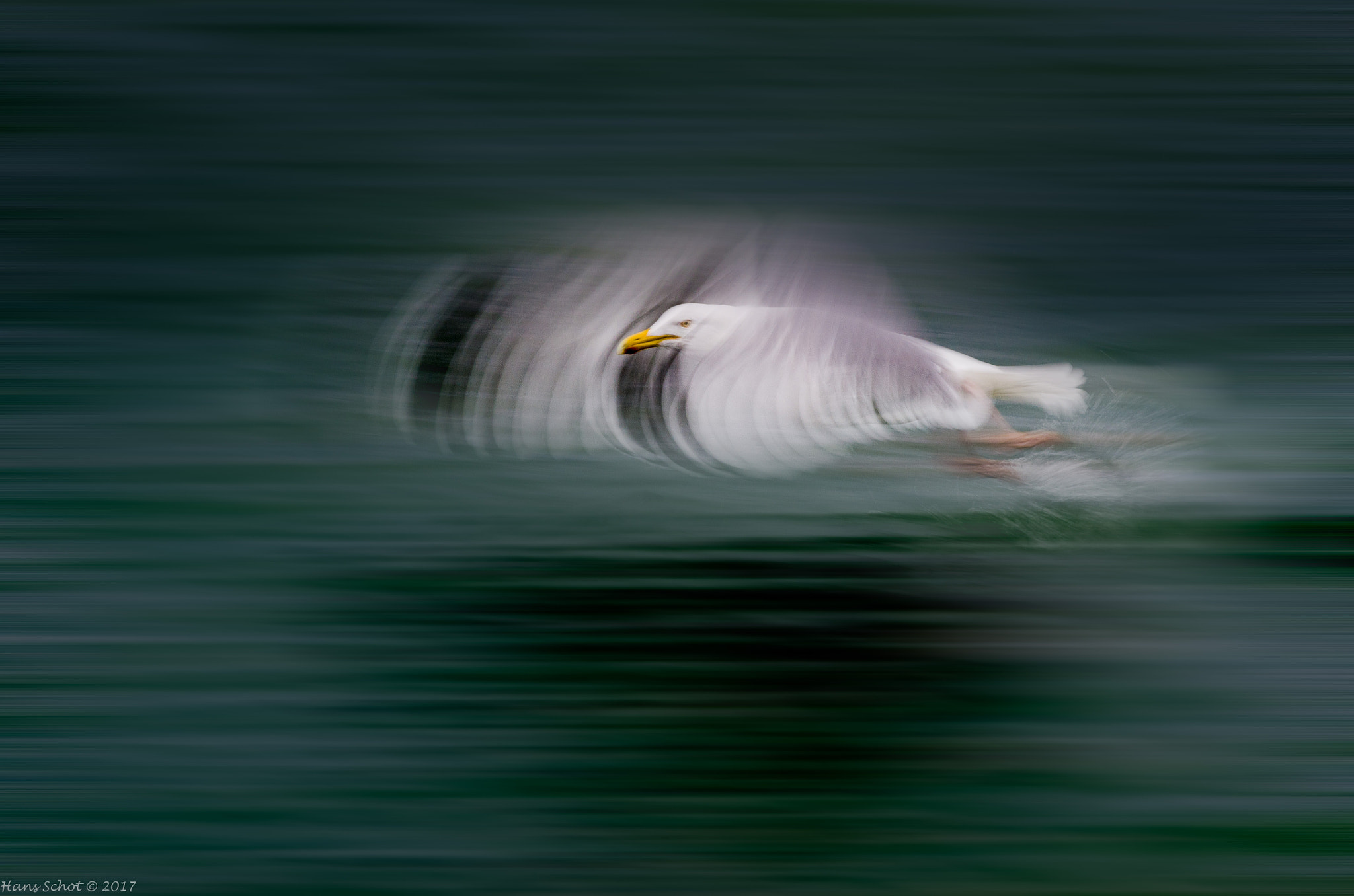 Nikon AF-S Nikkor 300mm F4D ED-IF sample photo. Seagull speeding glide photography