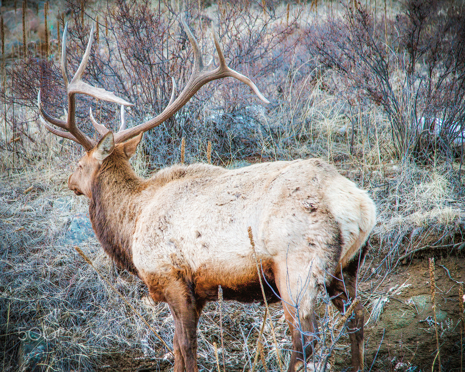 Canon EF 24-105mm F4L IS USM sample photo. Winter elk photography