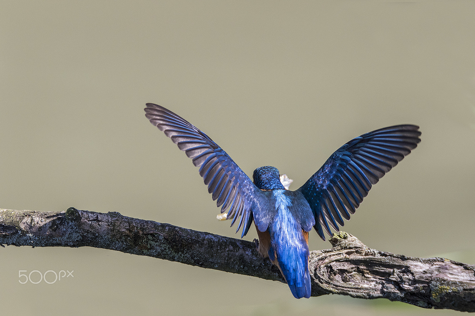 Sigma 150-600mm F5-6.3 DG OS HSM | C sample photo. Kingfisher photography