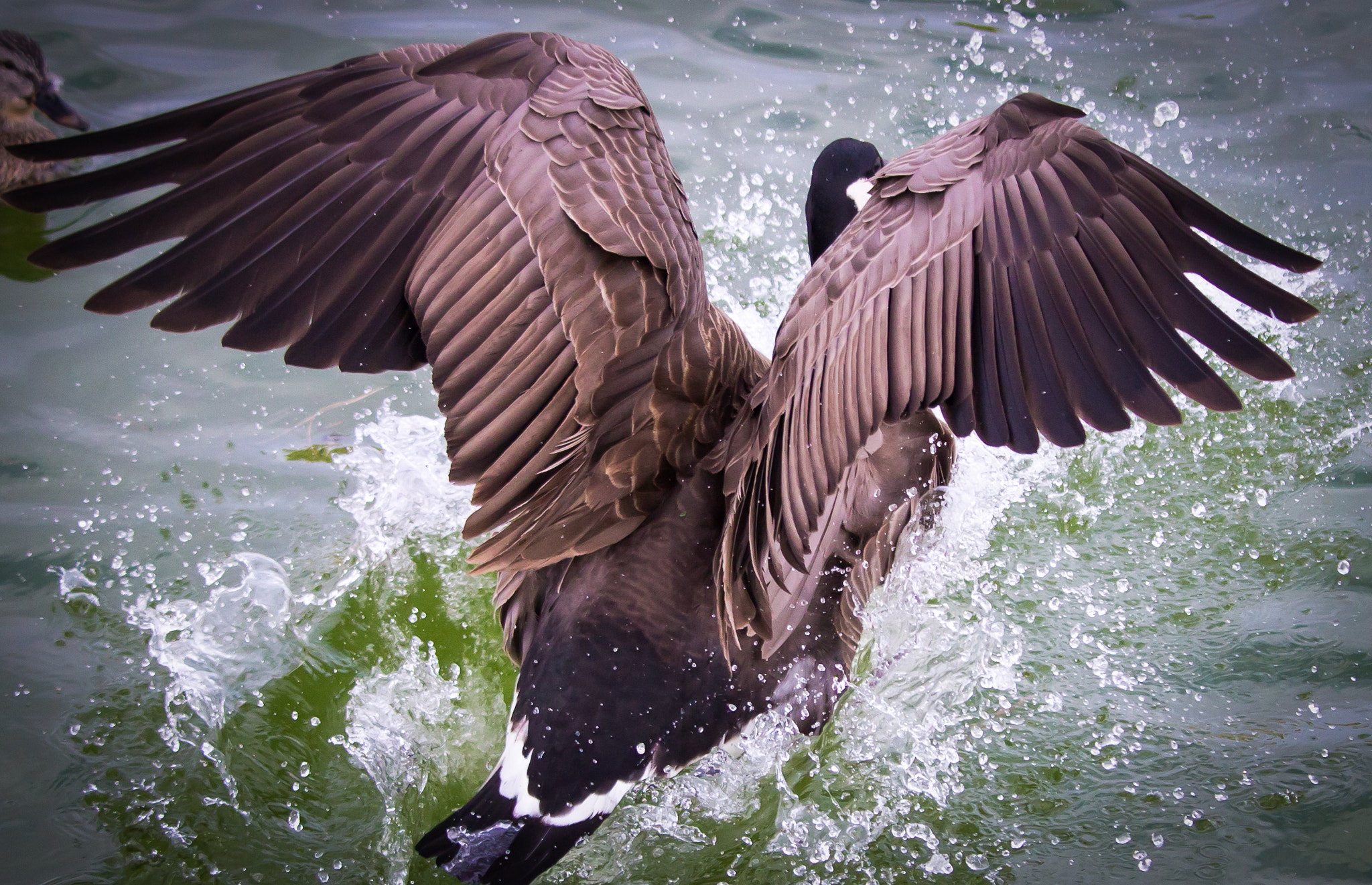 Canon EOS 600D (Rebel EOS T3i / EOS Kiss X5) + Canon EF-S 55-250mm F4-5.6 IS STM sample photo. A migratory canadian goose making a big splash on  ... photography