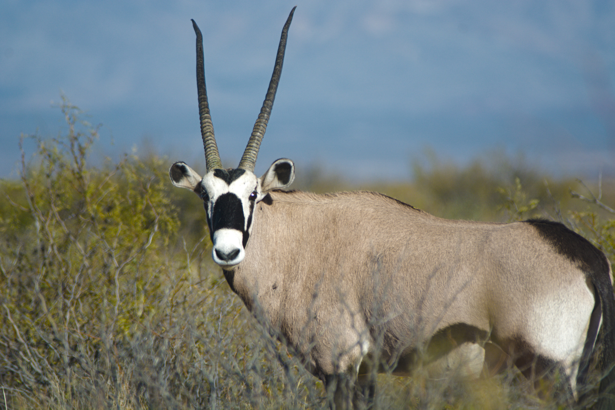 Nikon D7100 + Sigma APO 400mm F5.6 sample photo. Bull oryx photography