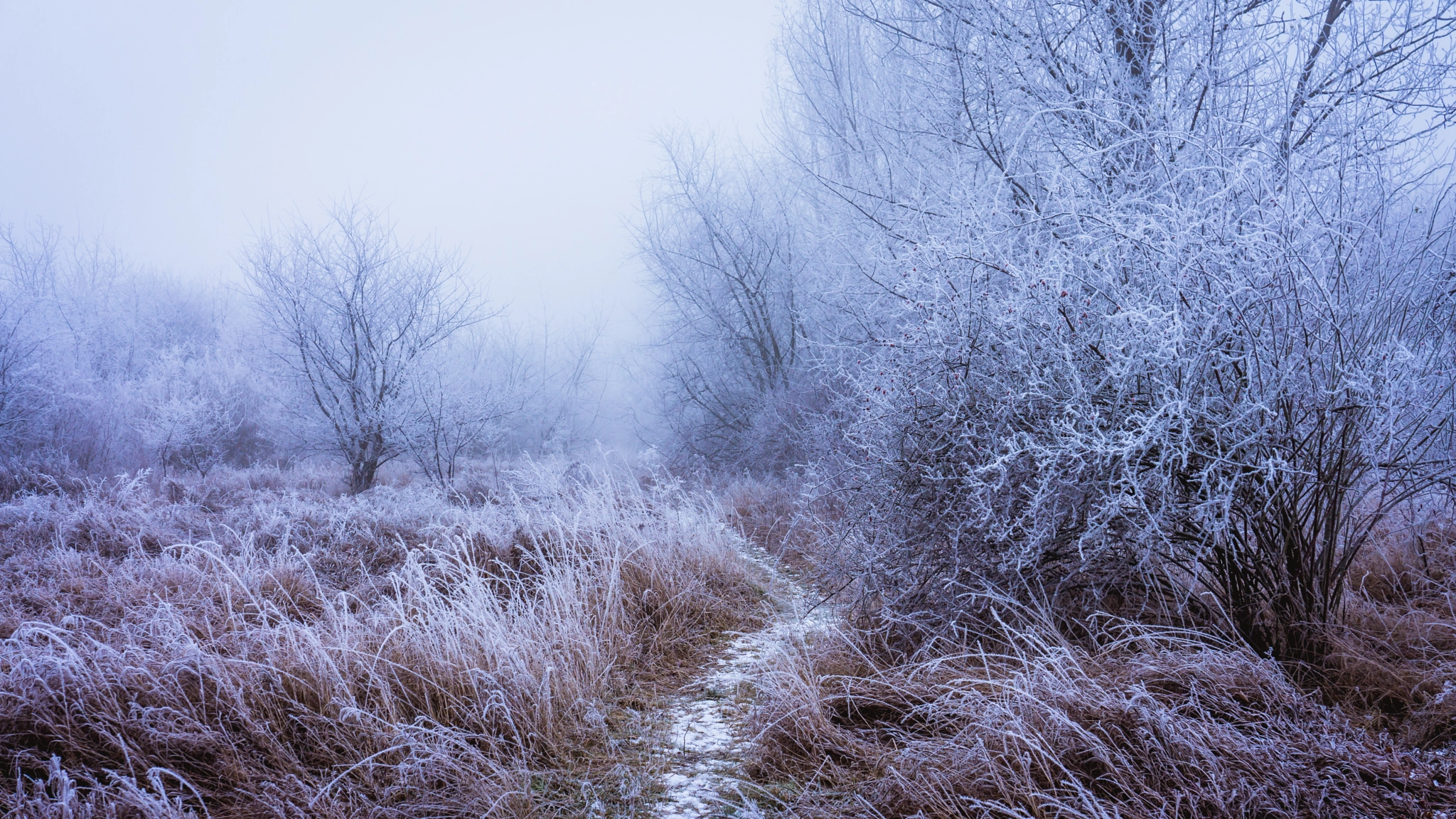 Sony Alpha NEX-7 sample photo. Foggy path photography