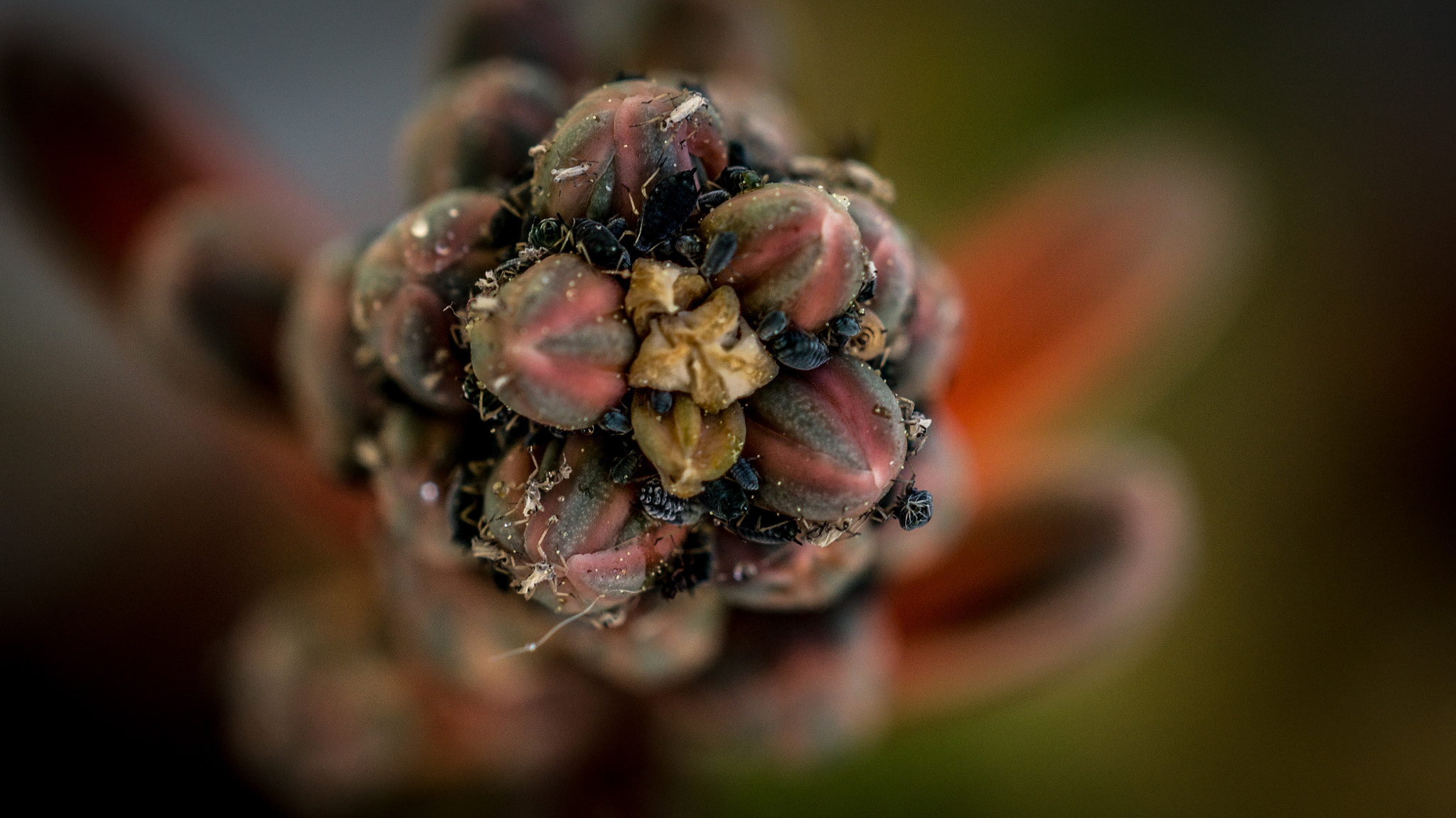 Sony SLT-A58 + MACRO 50mm F2.8 sample photo. Flower photography