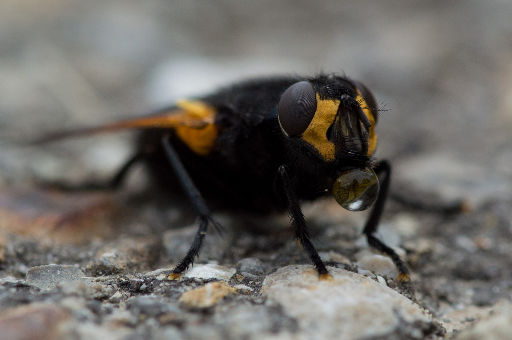 Sigma 105mm F2.8 EX DG OS HSM sample photo. Fly on the street photography
