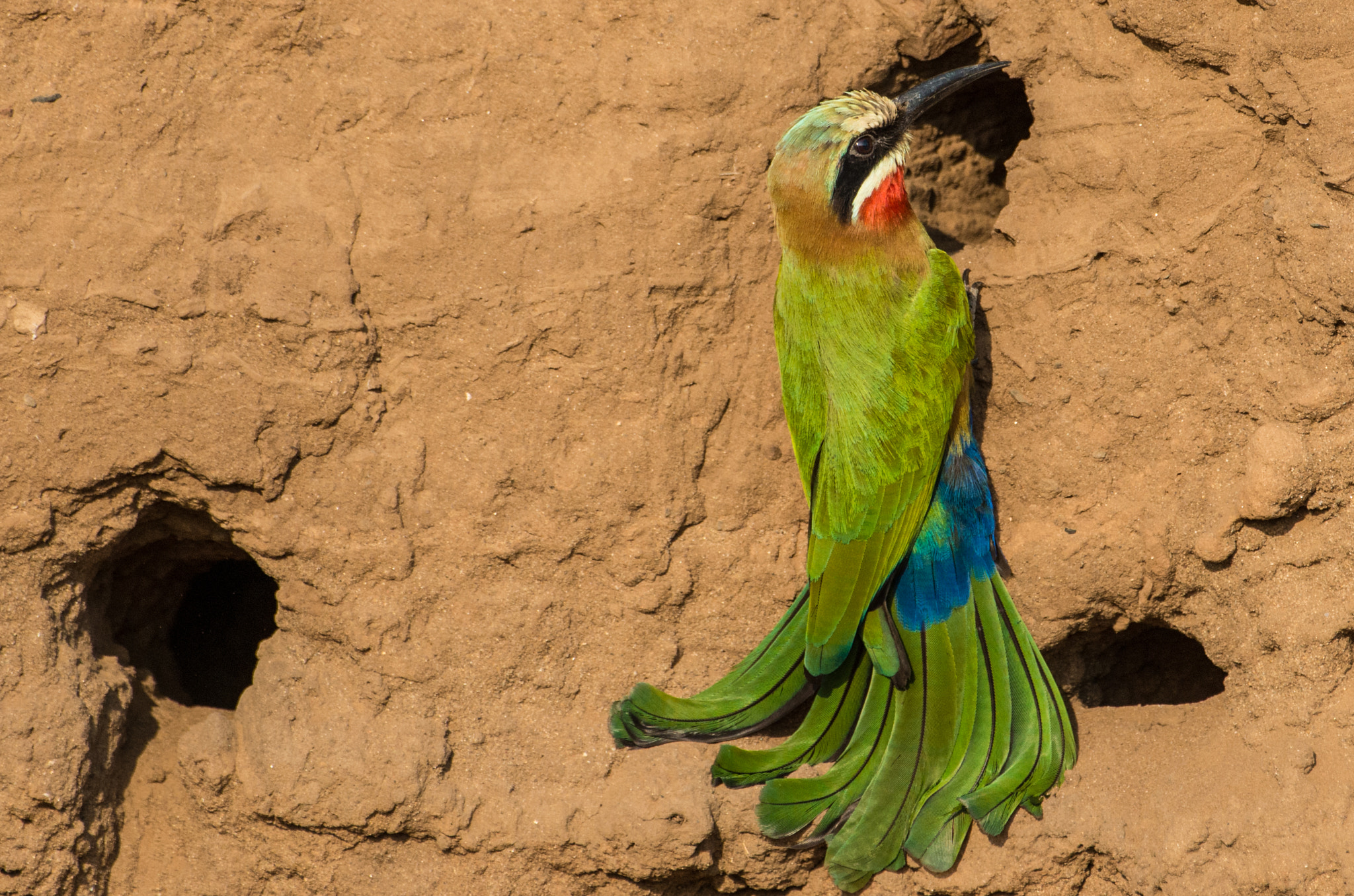 Pentax K-5 II sample photo. Bee-eater 2 photography