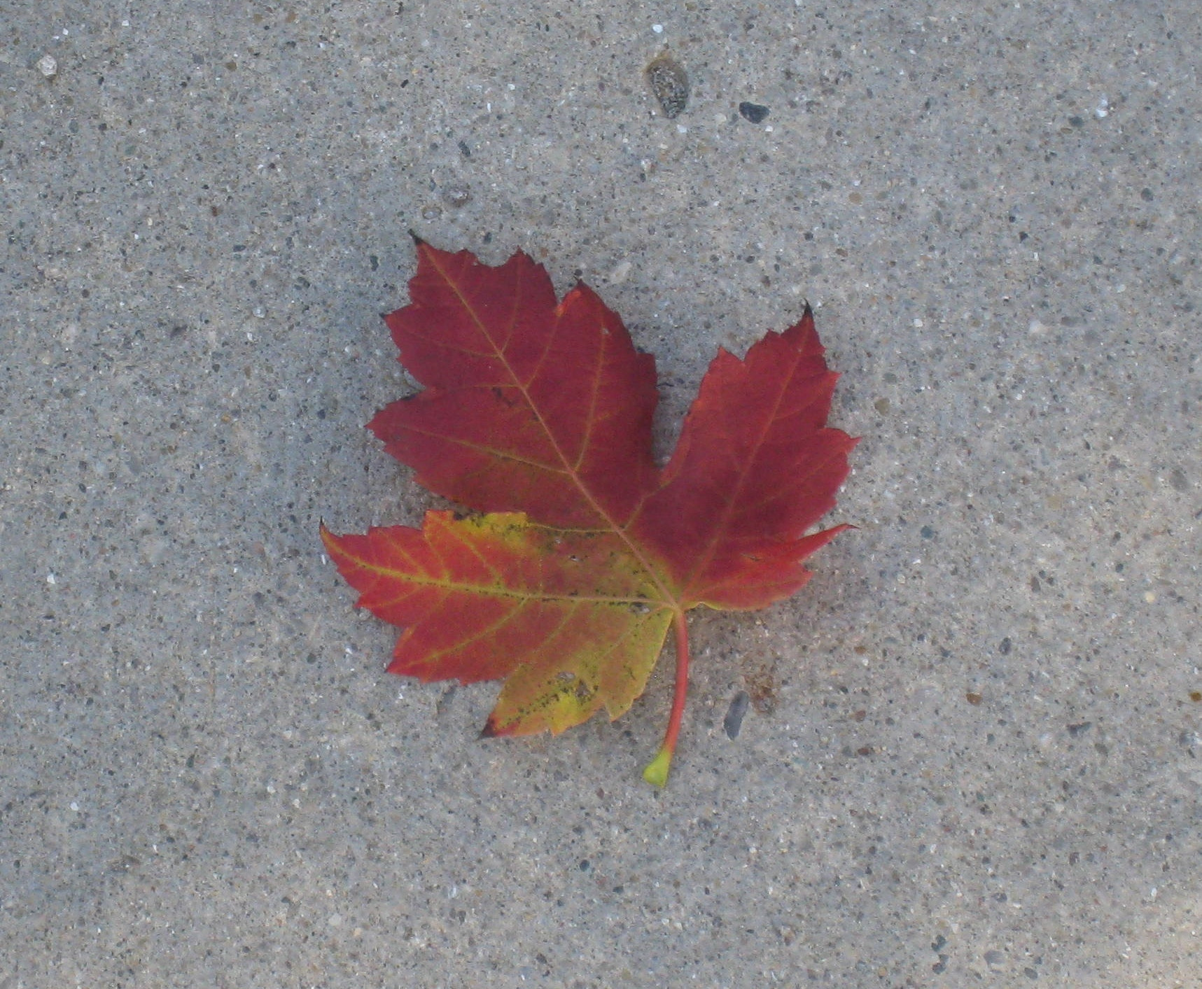 Canon POWERSHOT SD870 IS sample photo. Single fall leaf photography