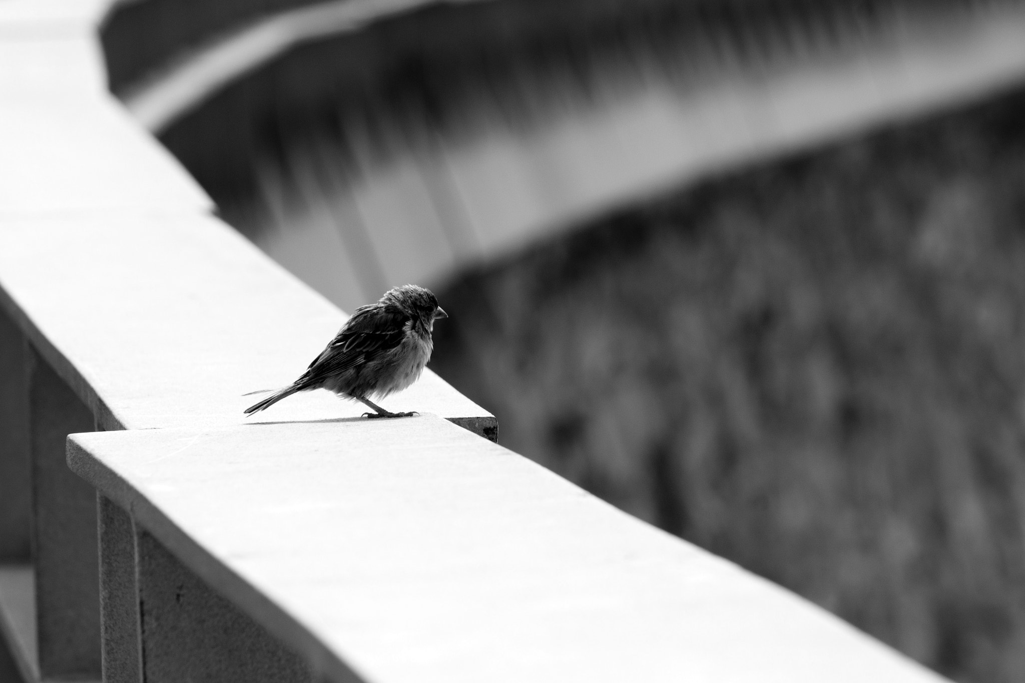 Canon EF-S 55-250mm F4-5.6 IS sample photo. ...shivering... photography