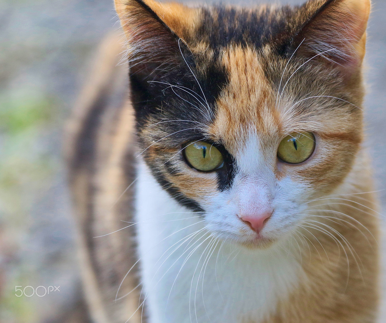 Canon EF 100-400mm F4.5-5.6L IS USM sample photo. Nachbars katze photography